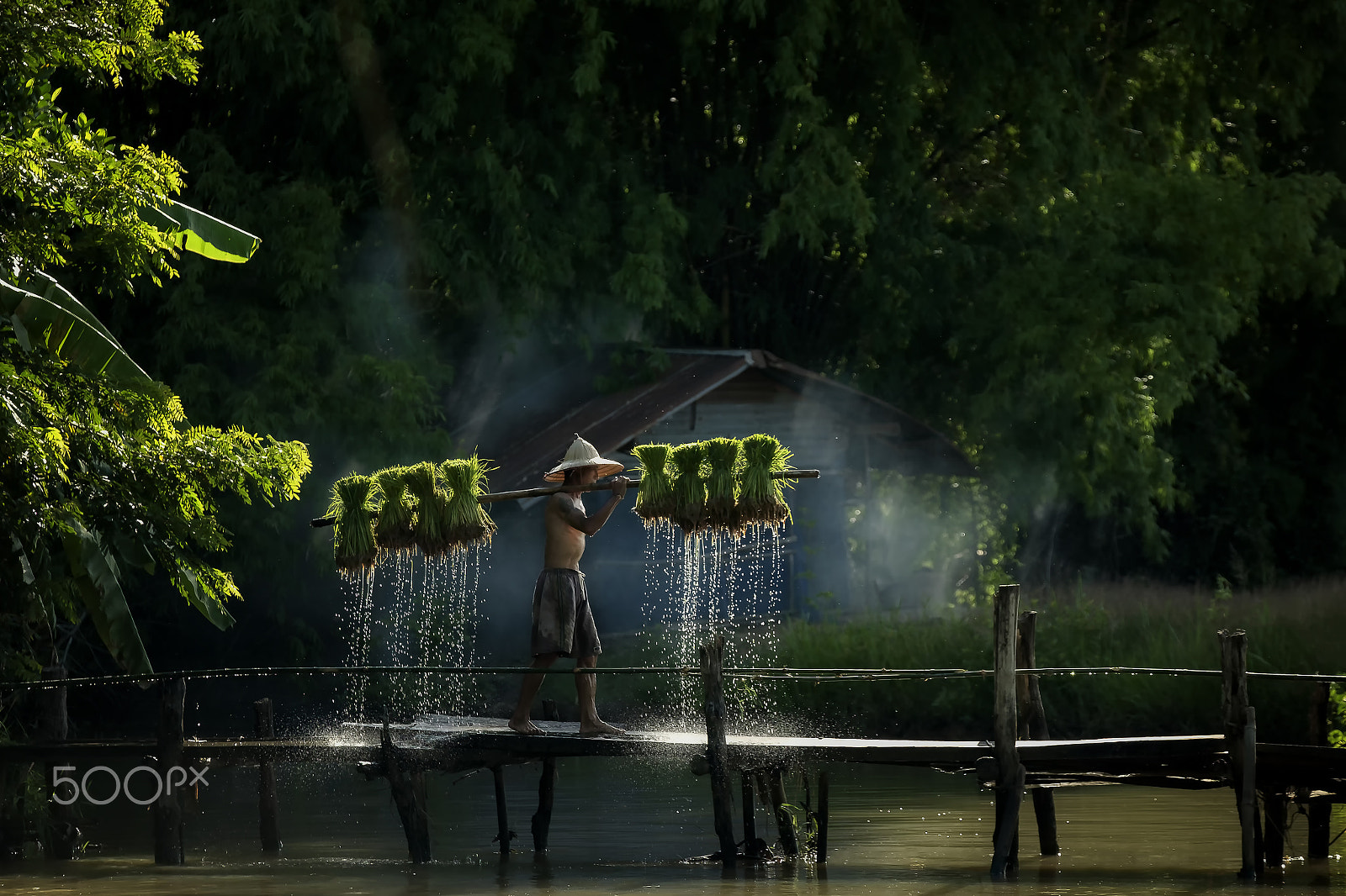 Fujifilm X-E2 + Fujifilm XF 50-140mm F2.8 R LM OIS WR sample photo. Thai farmer holding rice seedling cross the bridge photography