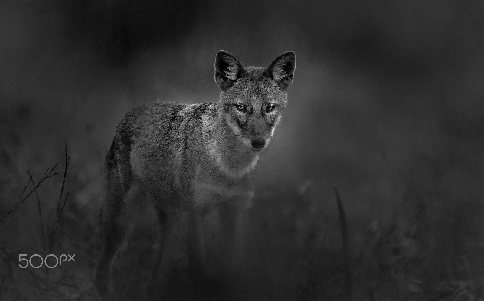 Nikon D800 + Sigma 500mm F4.5 EX DG HSM sample photo. Indian jackal -bw photography