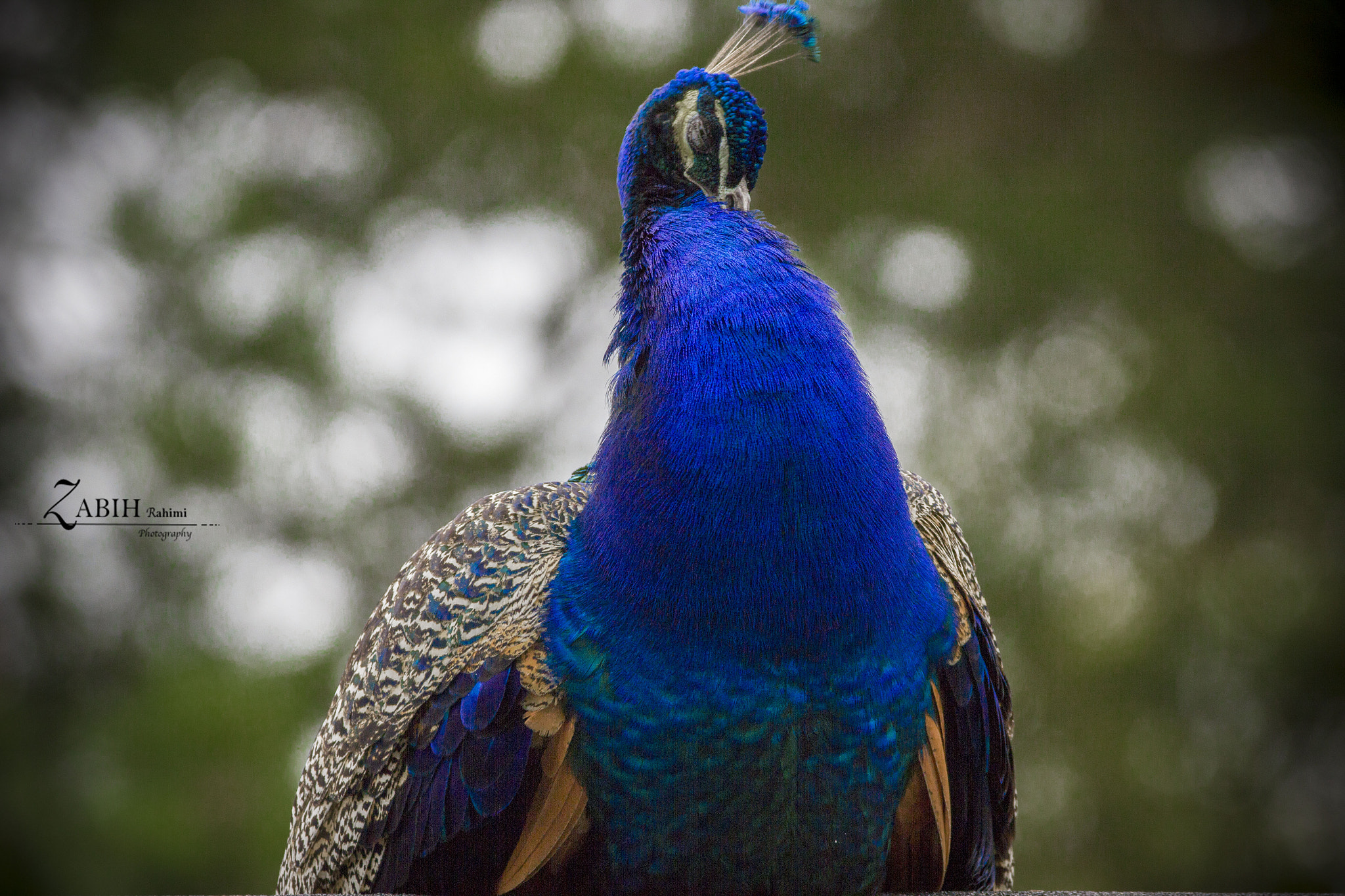 150-600mm F5-6.3 DG OS HSM | Contemporary 015 sample photo. Beauti of zoo photography