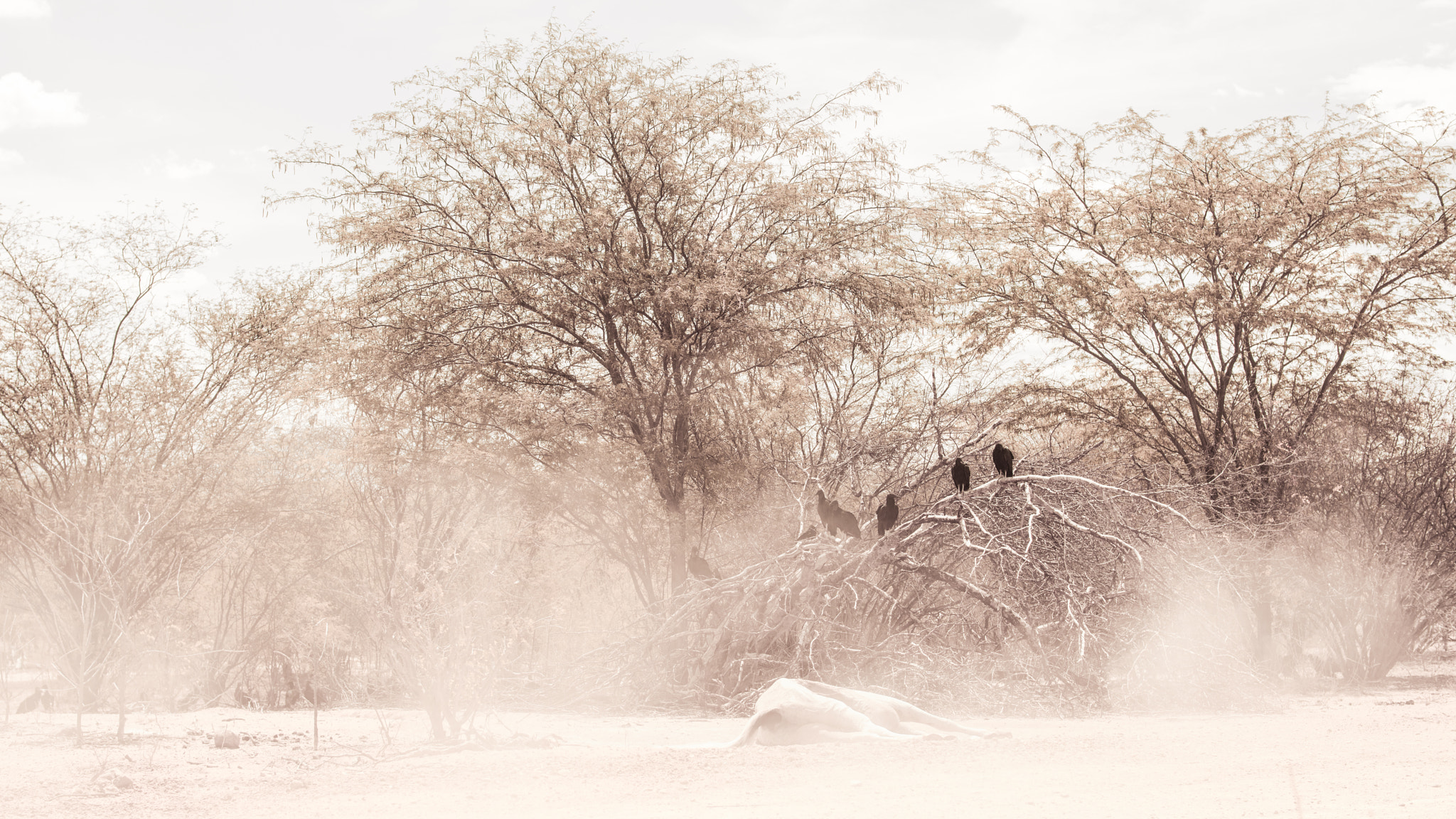 Canon EOS 5DS + Canon EF 50mm F1.2L USM sample photo. Job 02 - k&p - nature lr photography