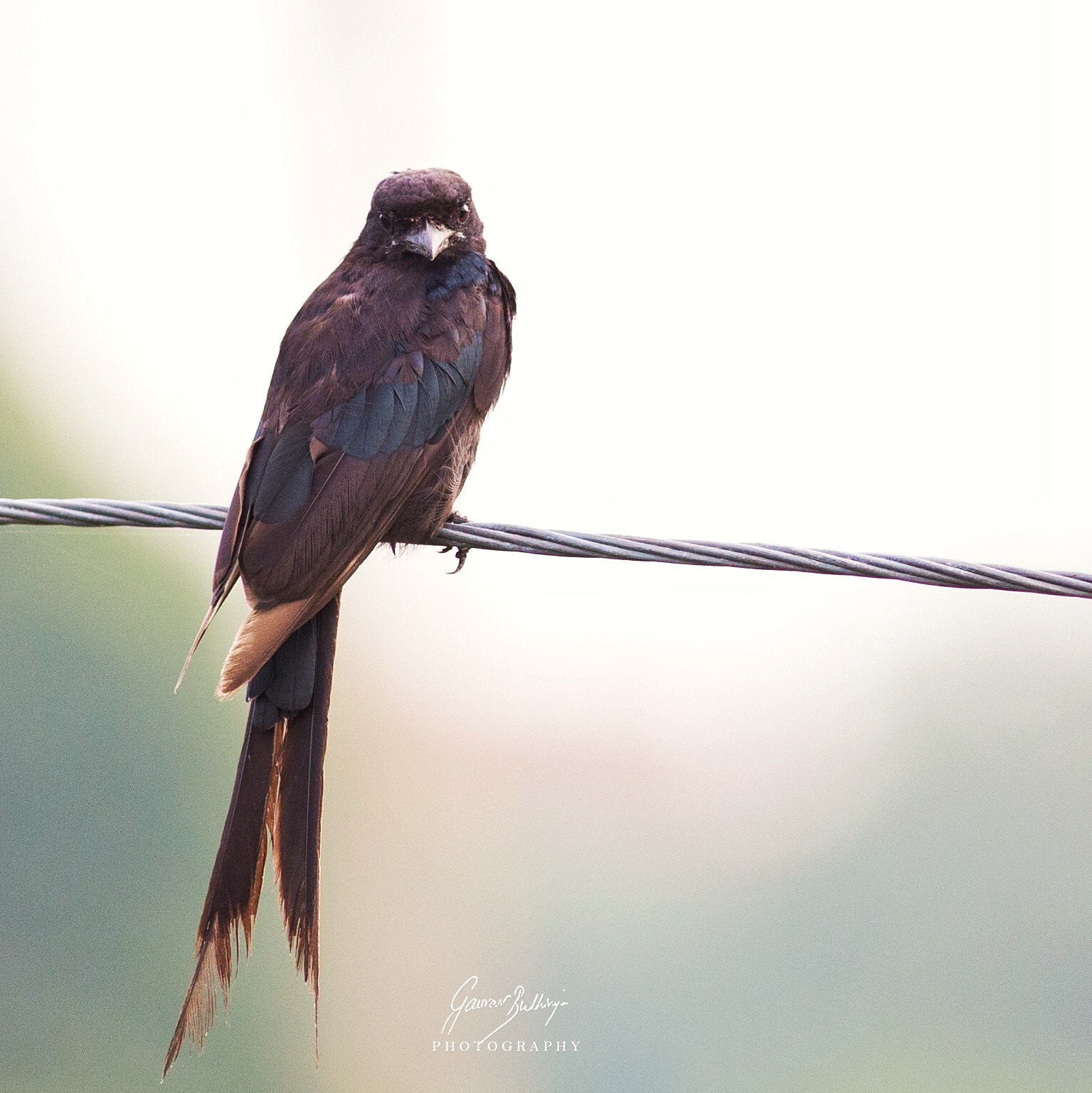 Canon EOS 6D + Canon EF 400mm F5.6L USM sample photo. Processed with snapseed. photography