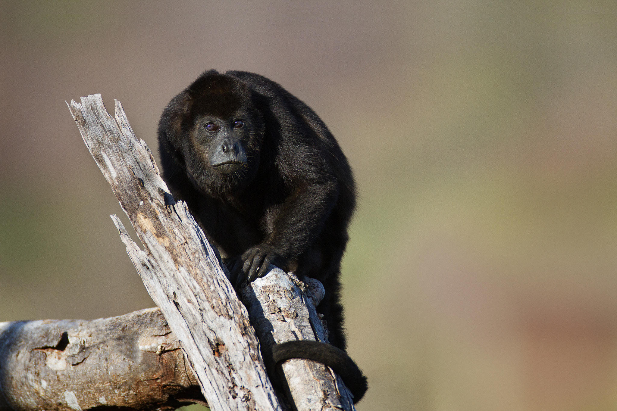 Canon EOS 7D + Canon EF 600mm f/4L IS sample photo. Mantled howler monkey photography