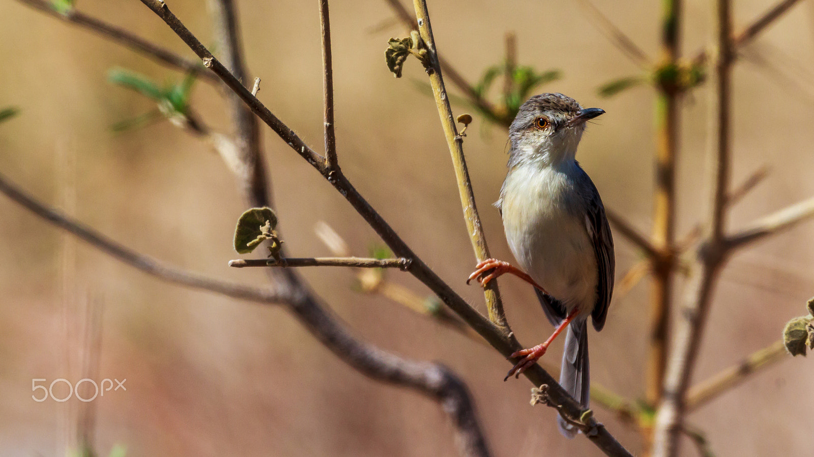 Sigma 150-600mm F5-6.3 DG OS HSM | C sample photo. "tchup, tchup, tchup" photography
