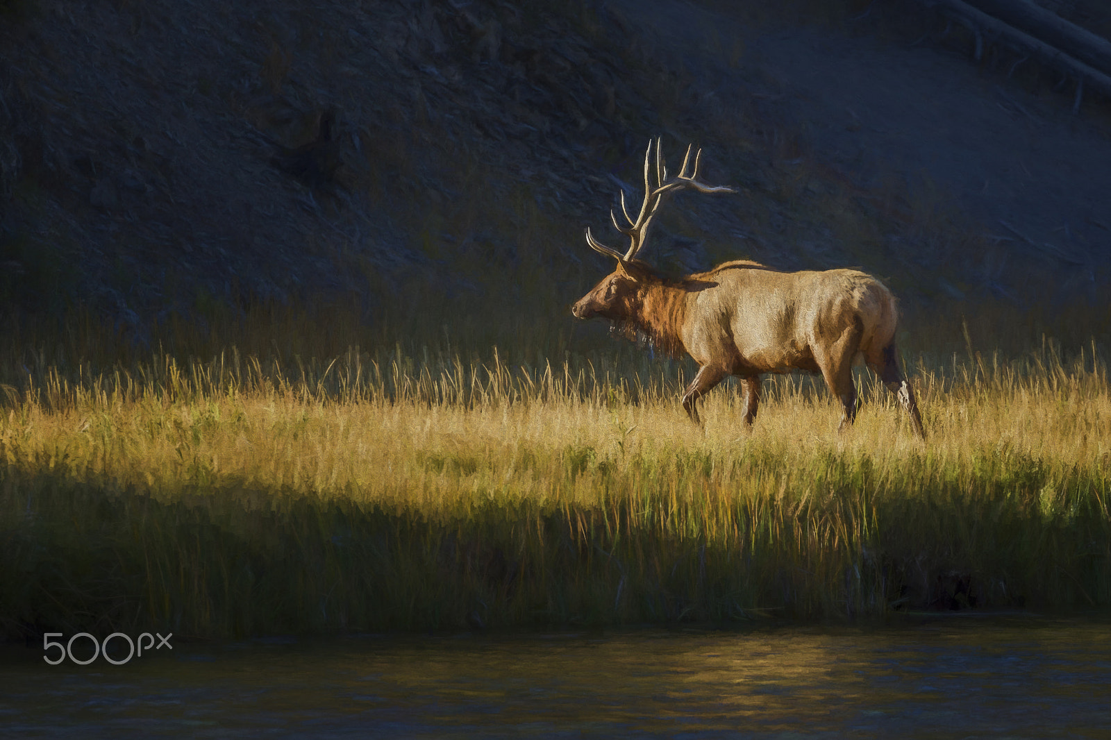 Canon EOS-1D Mark IV sample photo. Fall in yellowstone national park  (bull elk) photography