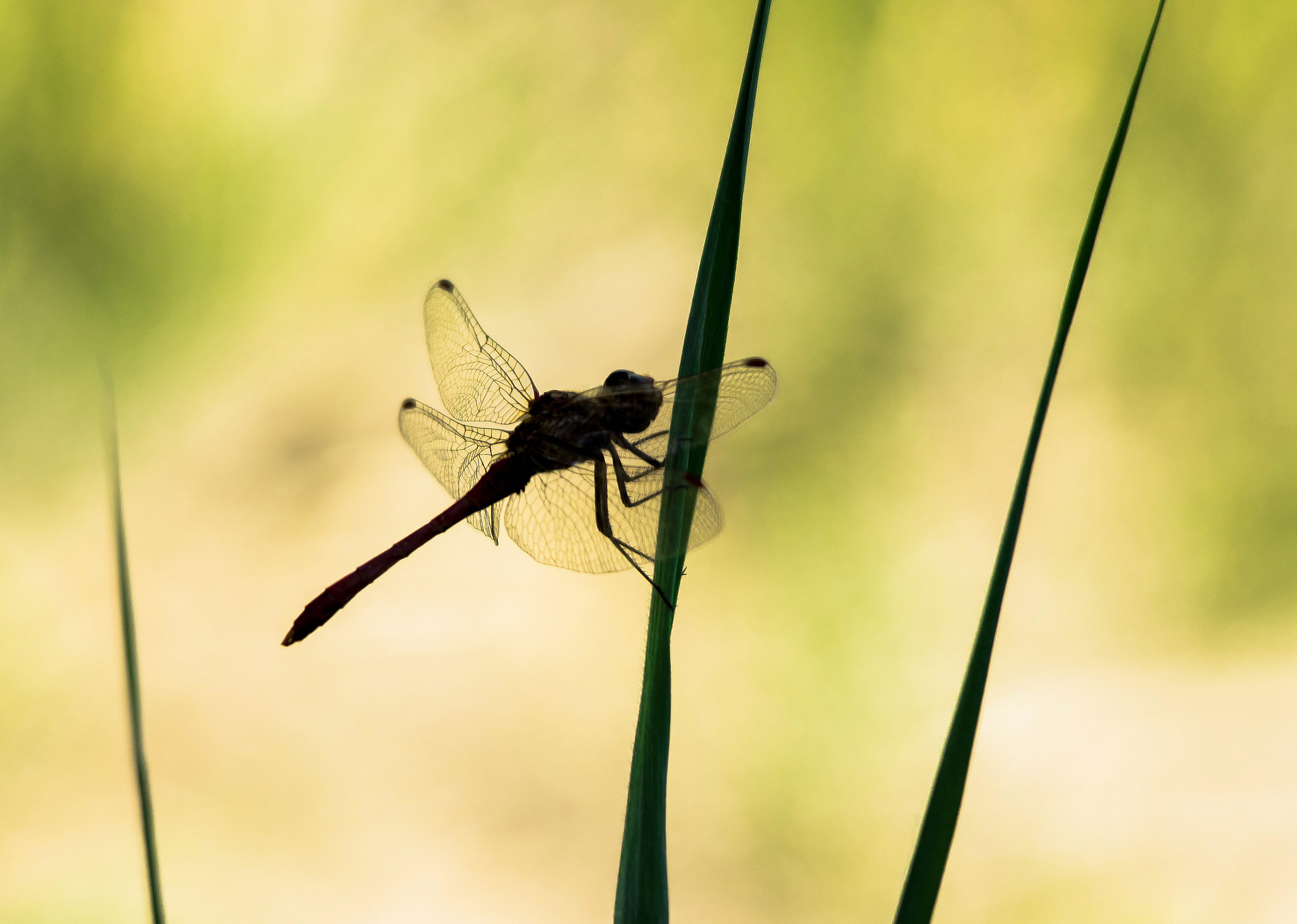 Sigma 150-500mm F5-6.3 DG OS HSM sample photo. Ombre photography
