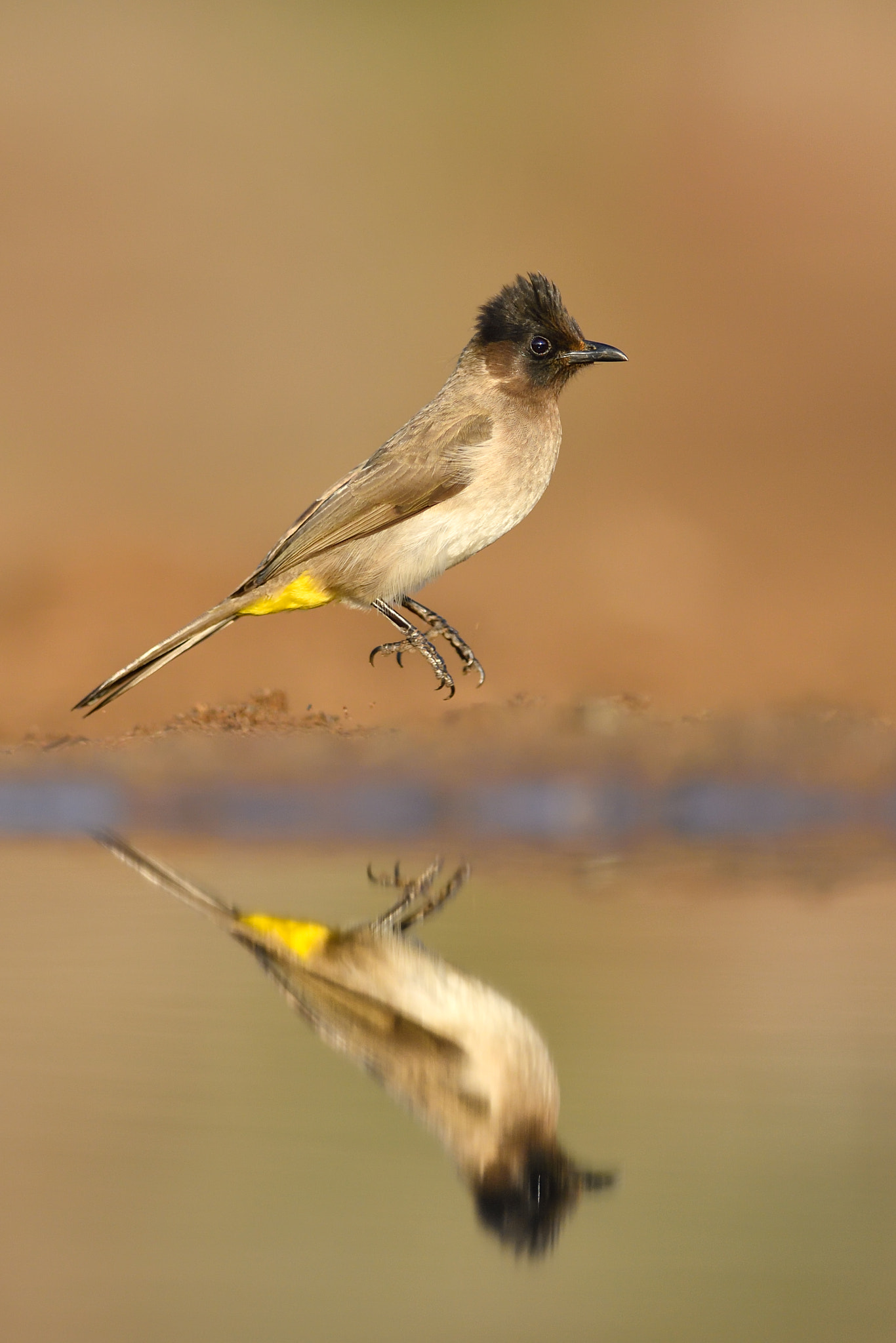 Nikon AF-S Nikkor 300mm F2.8G ED VR II sample photo. Hopping bulbul photography
