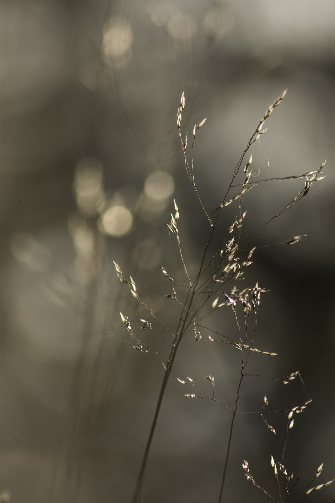 Sigma 70-300mm F4-5.6 APO DG Macro sample photo. It's so fluffy! photography