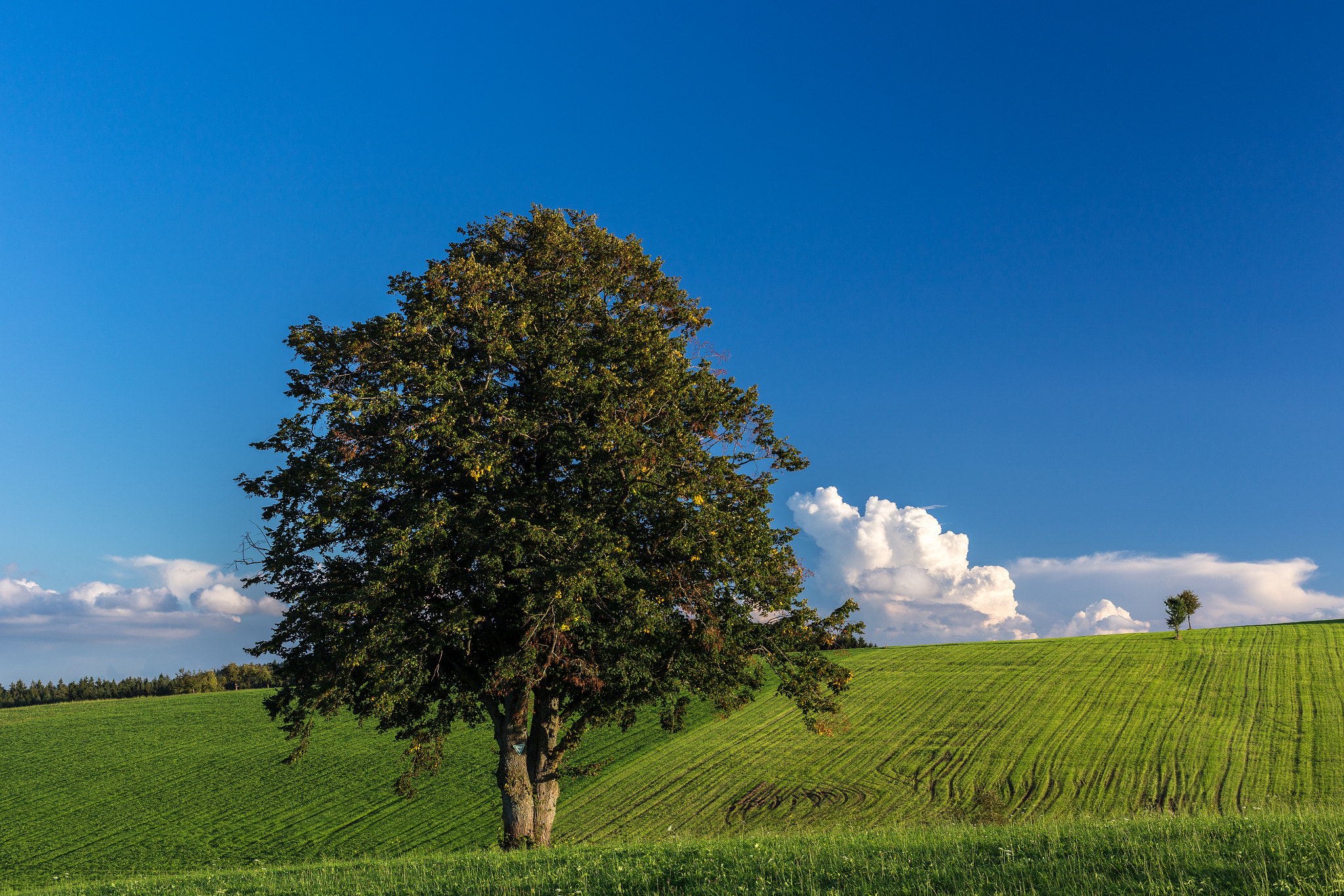 ZEISS Planar T* 50mm F1.4 sample photo. Doppel - linde photography