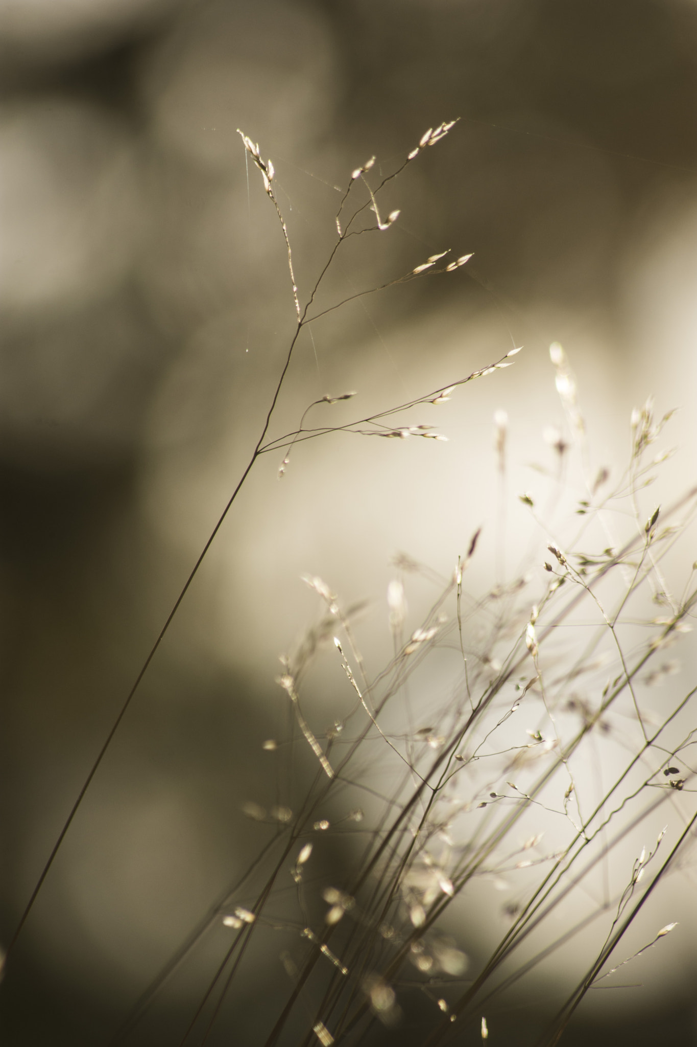 Sigma 70-300mm F4-5.6 APO DG Macro sample photo. :) photography