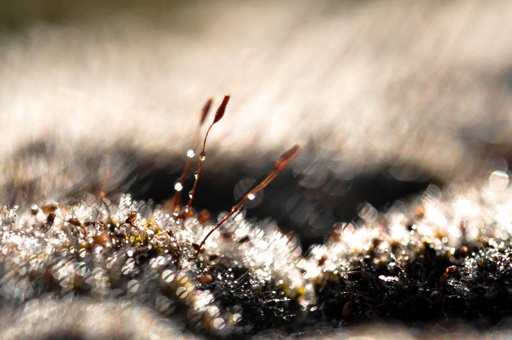 Nikon D5000 sample photo. On the garden photography