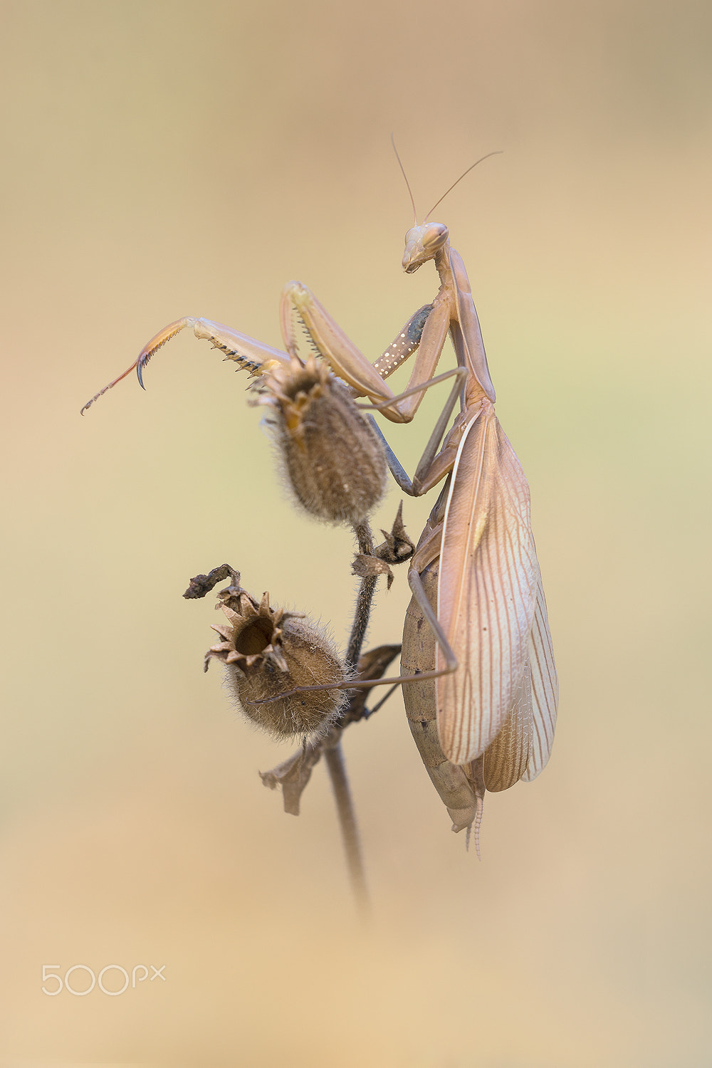 Sigma 150mm F2.8 EX DG Macro HSM sample photo. Grand madame (mantis religiosa) photography