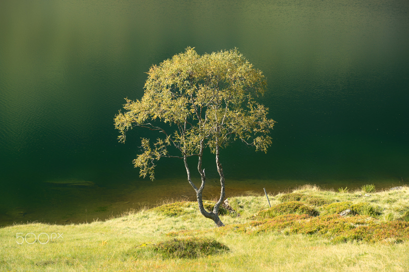 Pentax smc DA* 50-135mm F2.8 ED (IF) SDM sample photo. Tree and glacier water photography