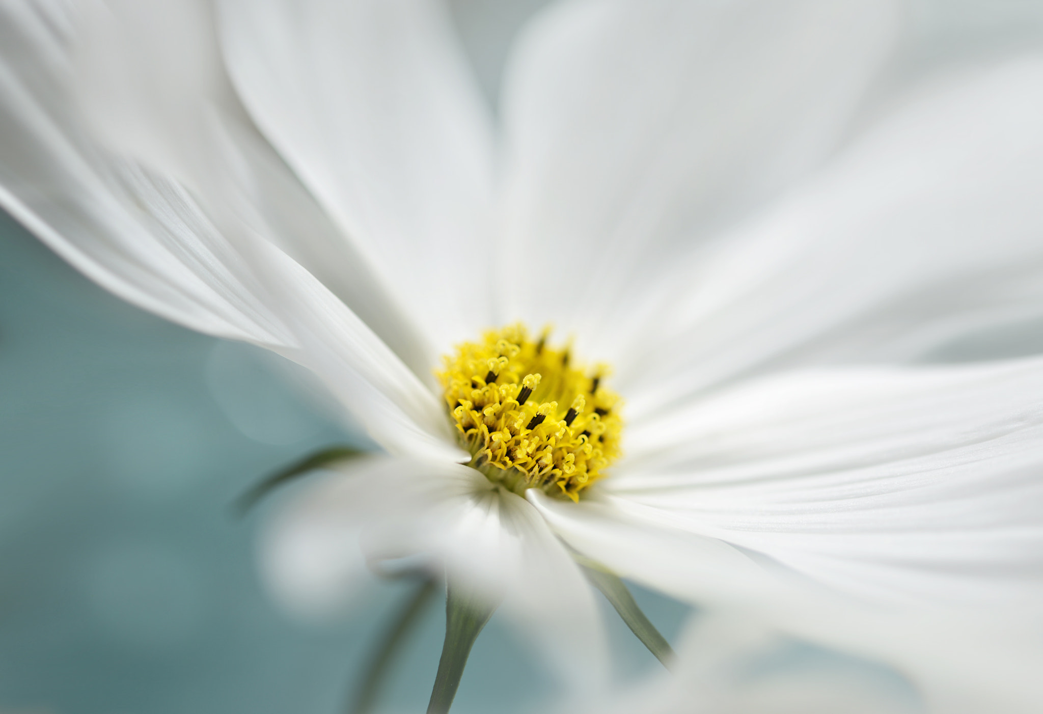 Nikon AF-S Micro-Nikkor 60mm F2.8G ED sample photo. Cosmos photography
