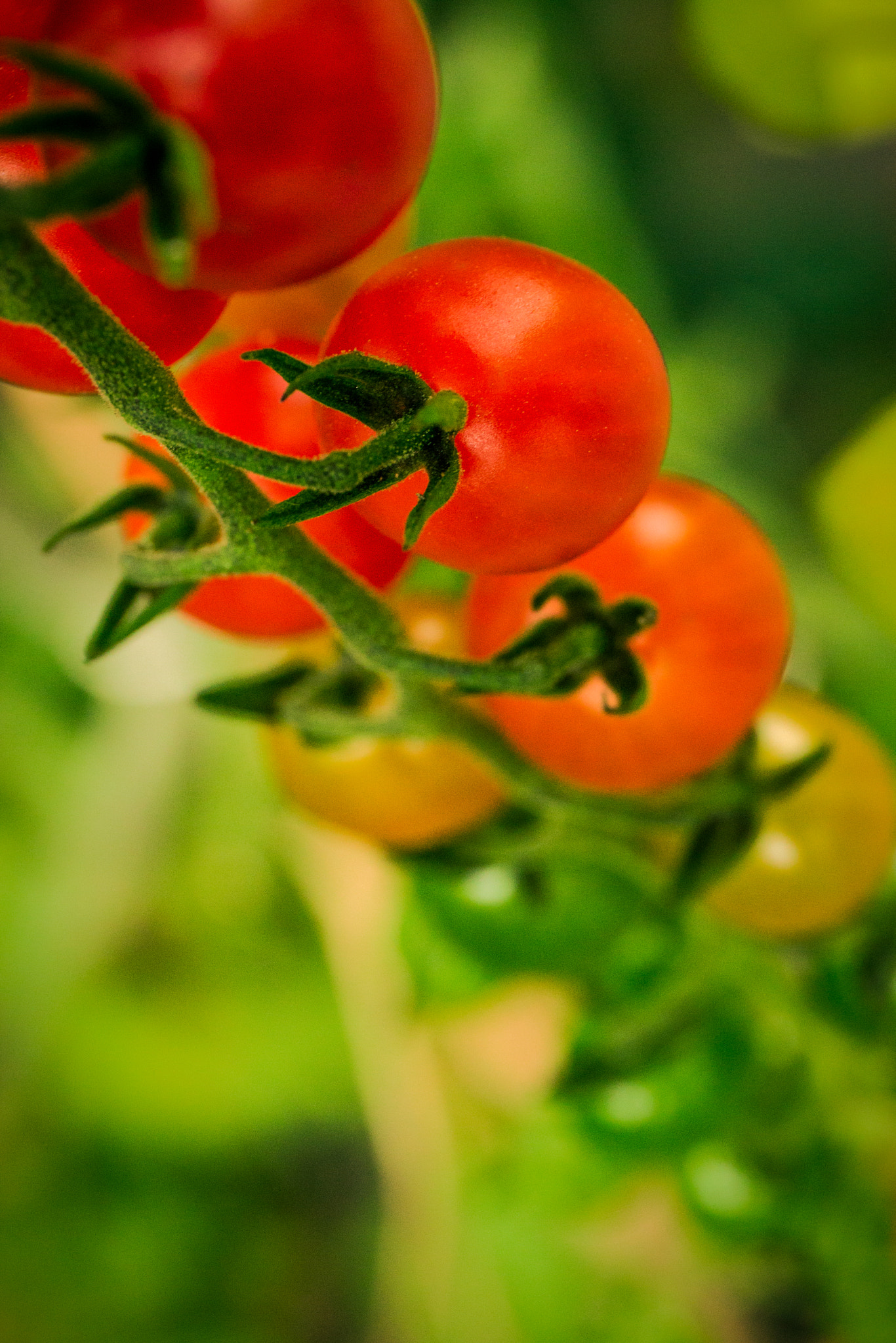 Canon EF 24-70mm F4L IS USM sample photo. Tomatos photography