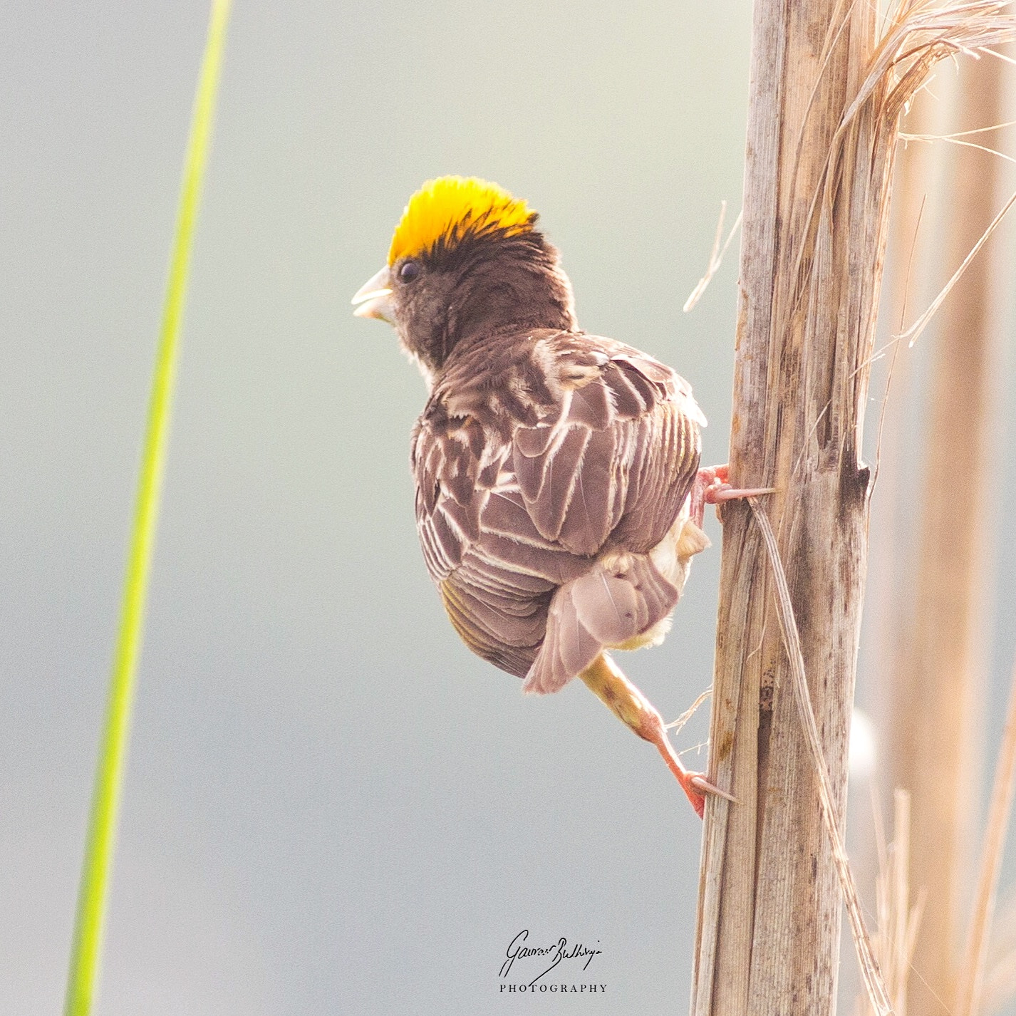 Canon EOS 6D + Canon EF 400mm F5.6L USM sample photo. Black breasted weaver rohtak haryana aug 2016. photography