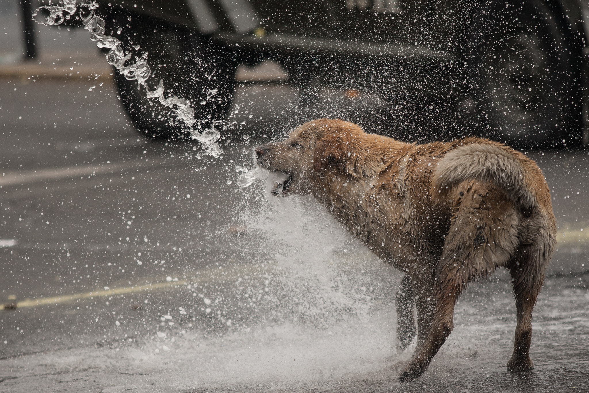 Canon EOS-1D Mark III + Canon EF 70-200mm F2.8L USM sample photo. Wet dog photography