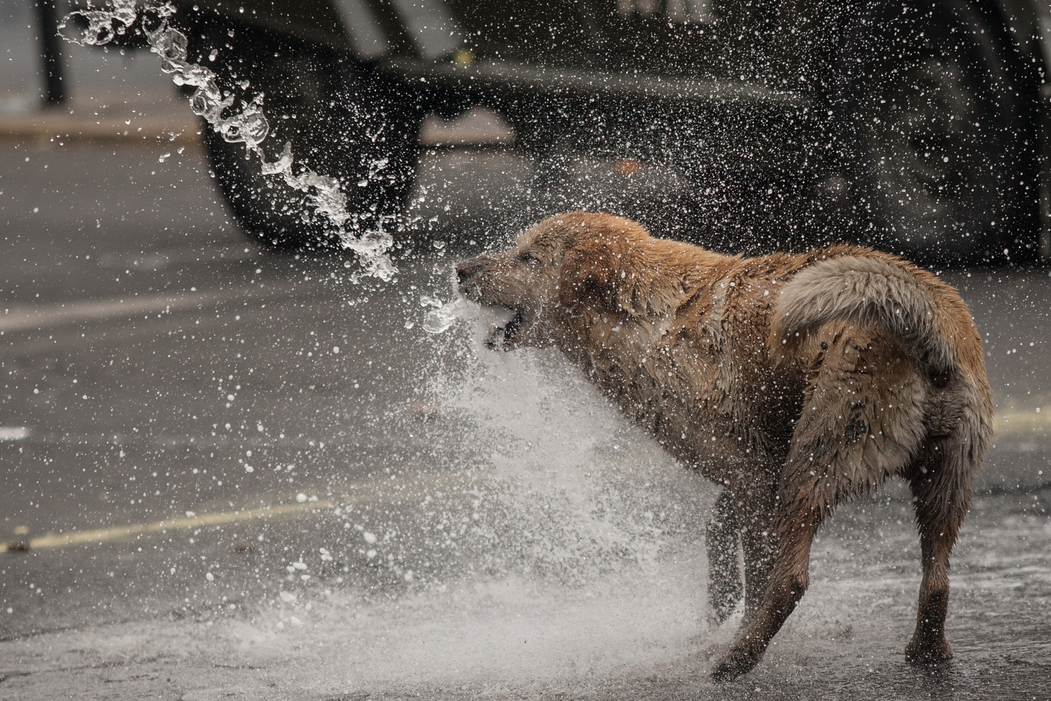 Canon EOS-1D Mark III sample photo. Wet dog photography