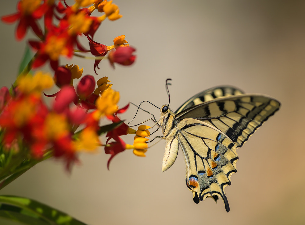Sigma 150mm F2.8 EX DG Macro HSM sample photo. Dovetail photography