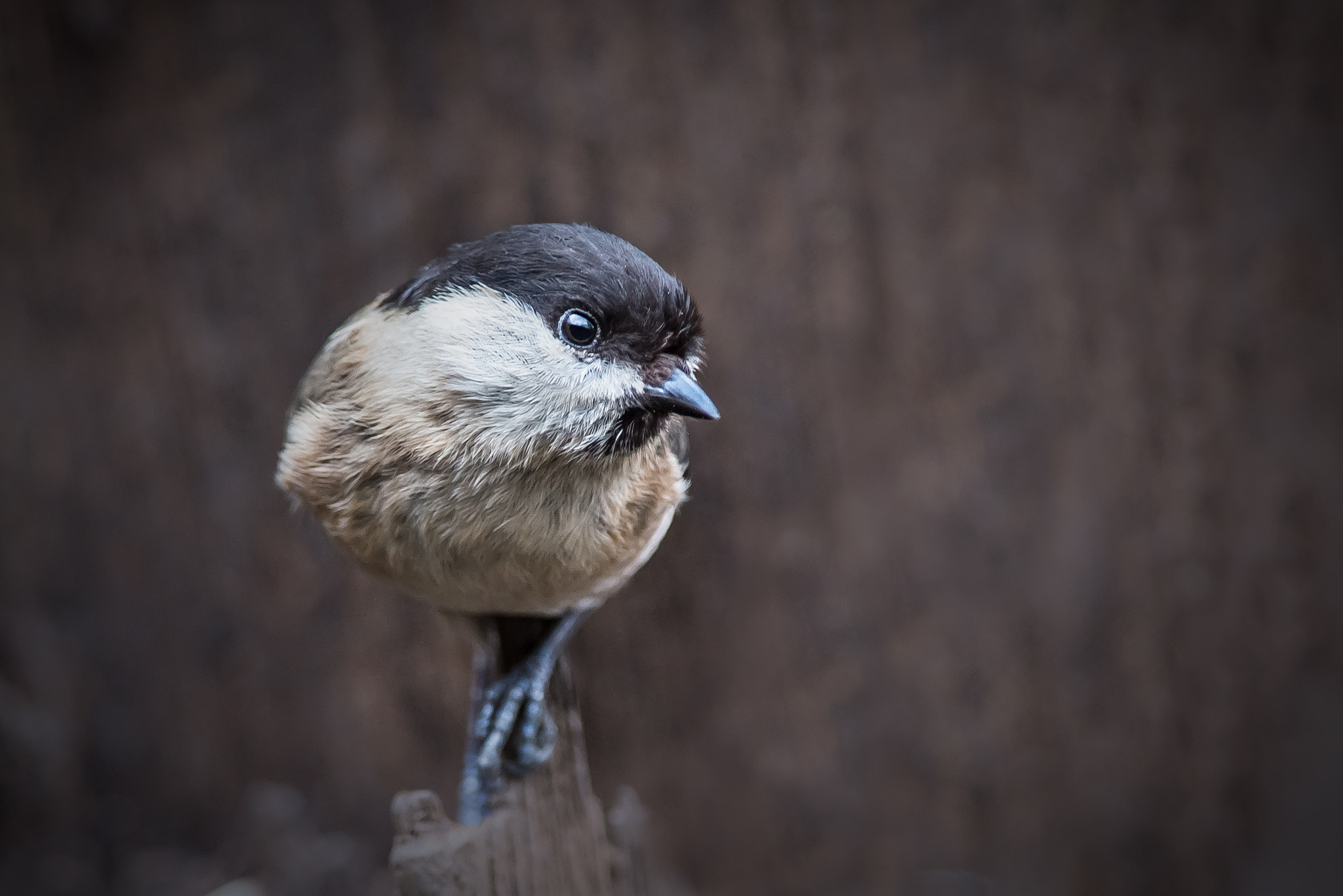 Nikon D800 + Nikon AF-S Nikkor 300mm F4D ED-IF sample photo. Willow tit posing for the camera photography