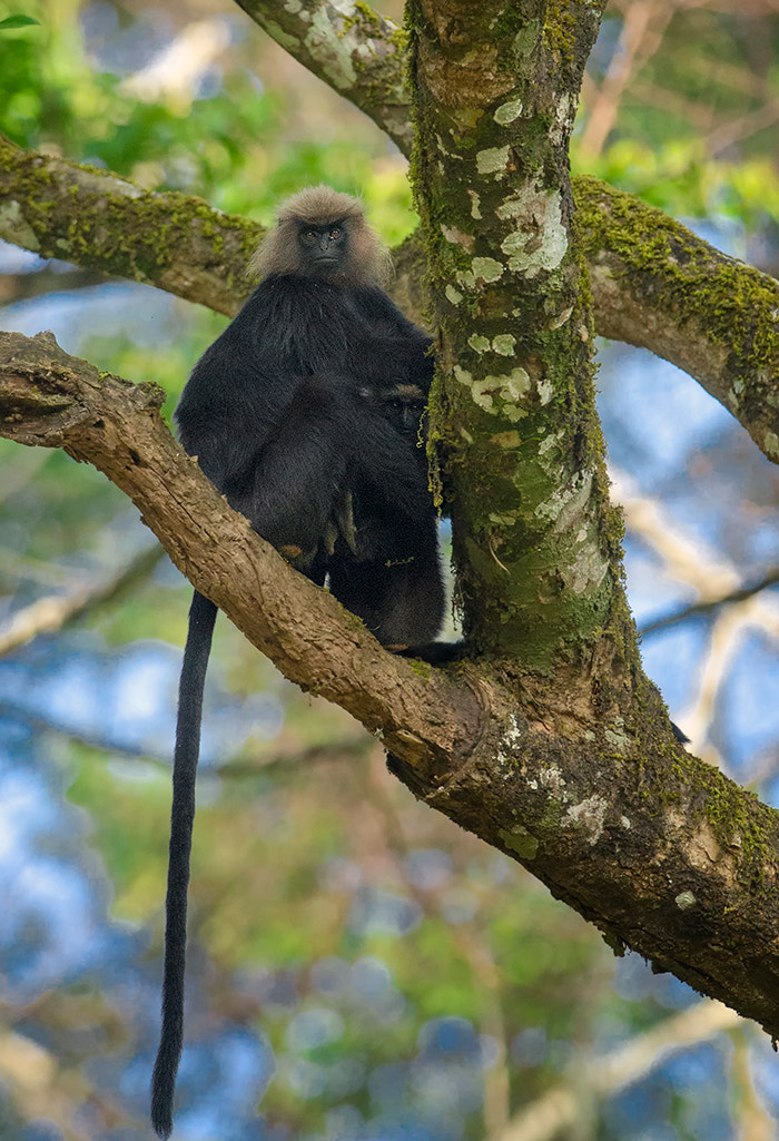 Nikon D7000 + Nikon AF-S Nikkor 500mm F4G ED VR sample photo. Nilgiri langur photography