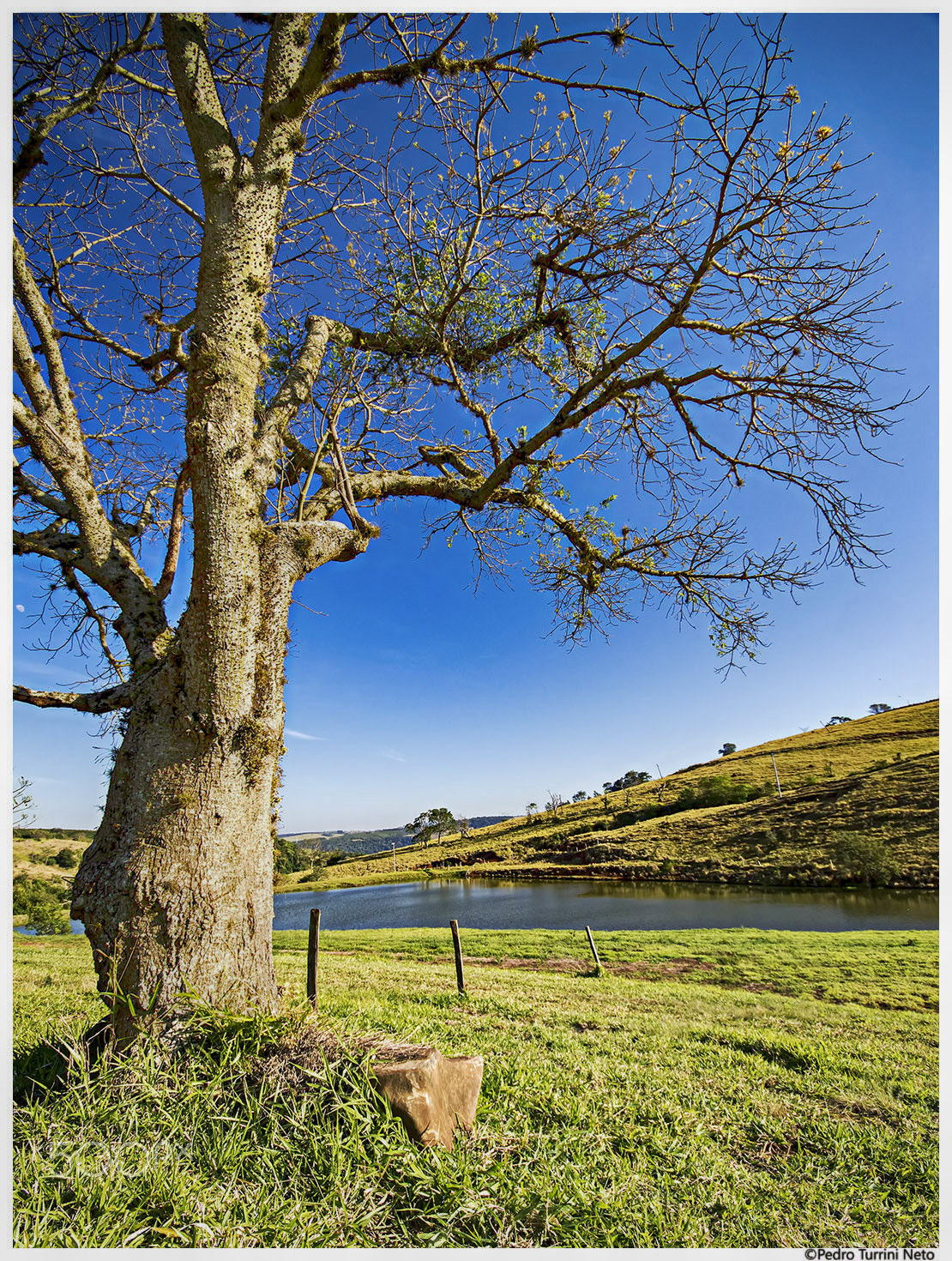 Sigma 10-20mm F4-5.6 EX DC HSM sample photo. Tree and lake photography