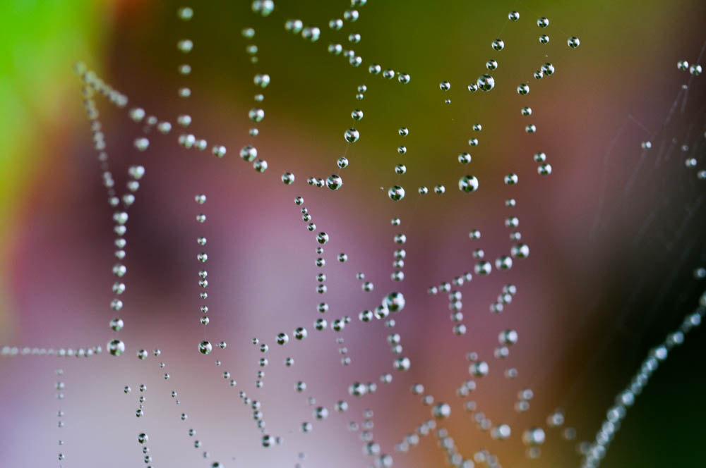 Nikon D5000 sample photo. Drops photography