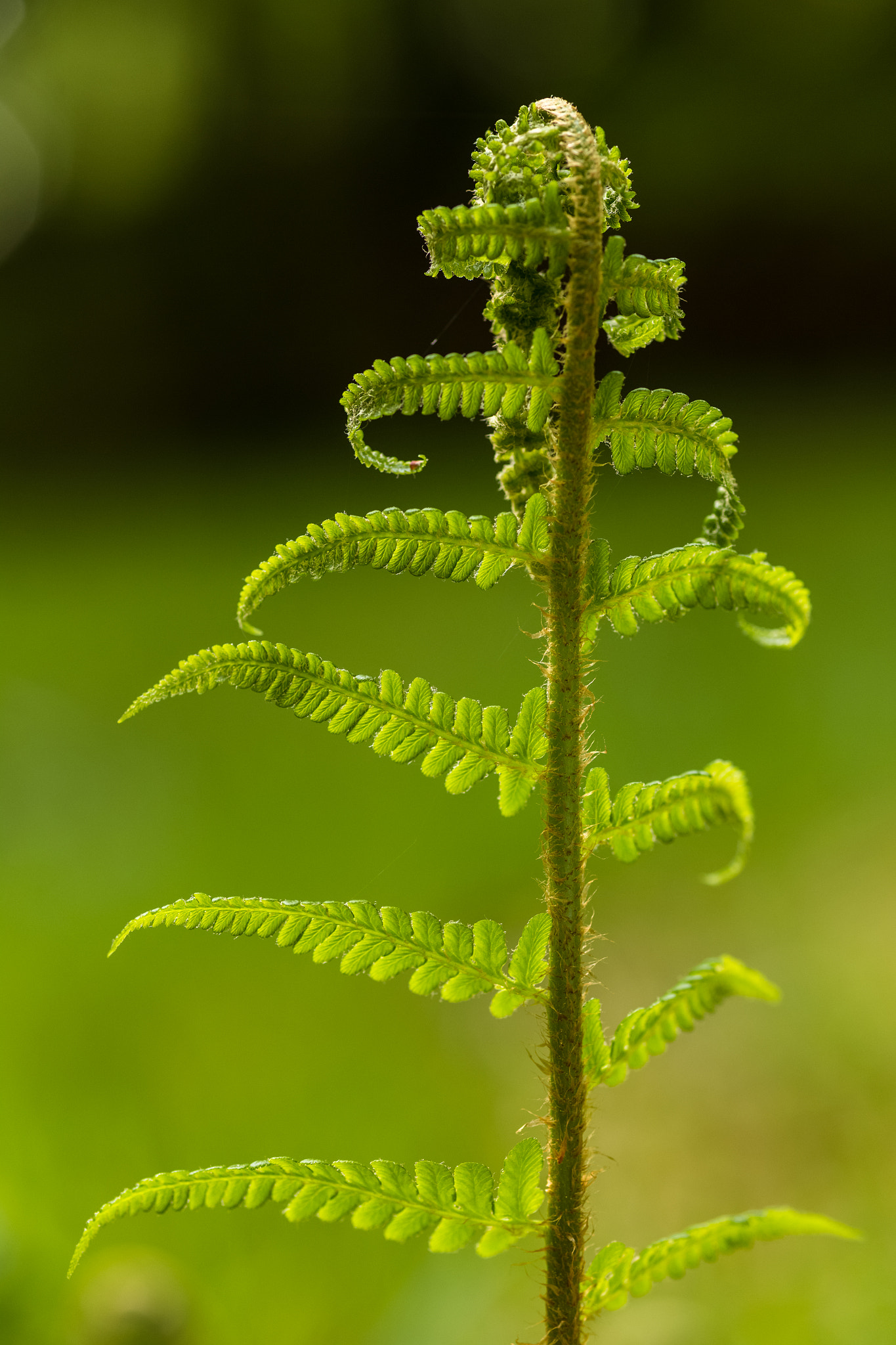 ZEISS Makro-Planar T* 100mm F2 sample photo. Farn photography