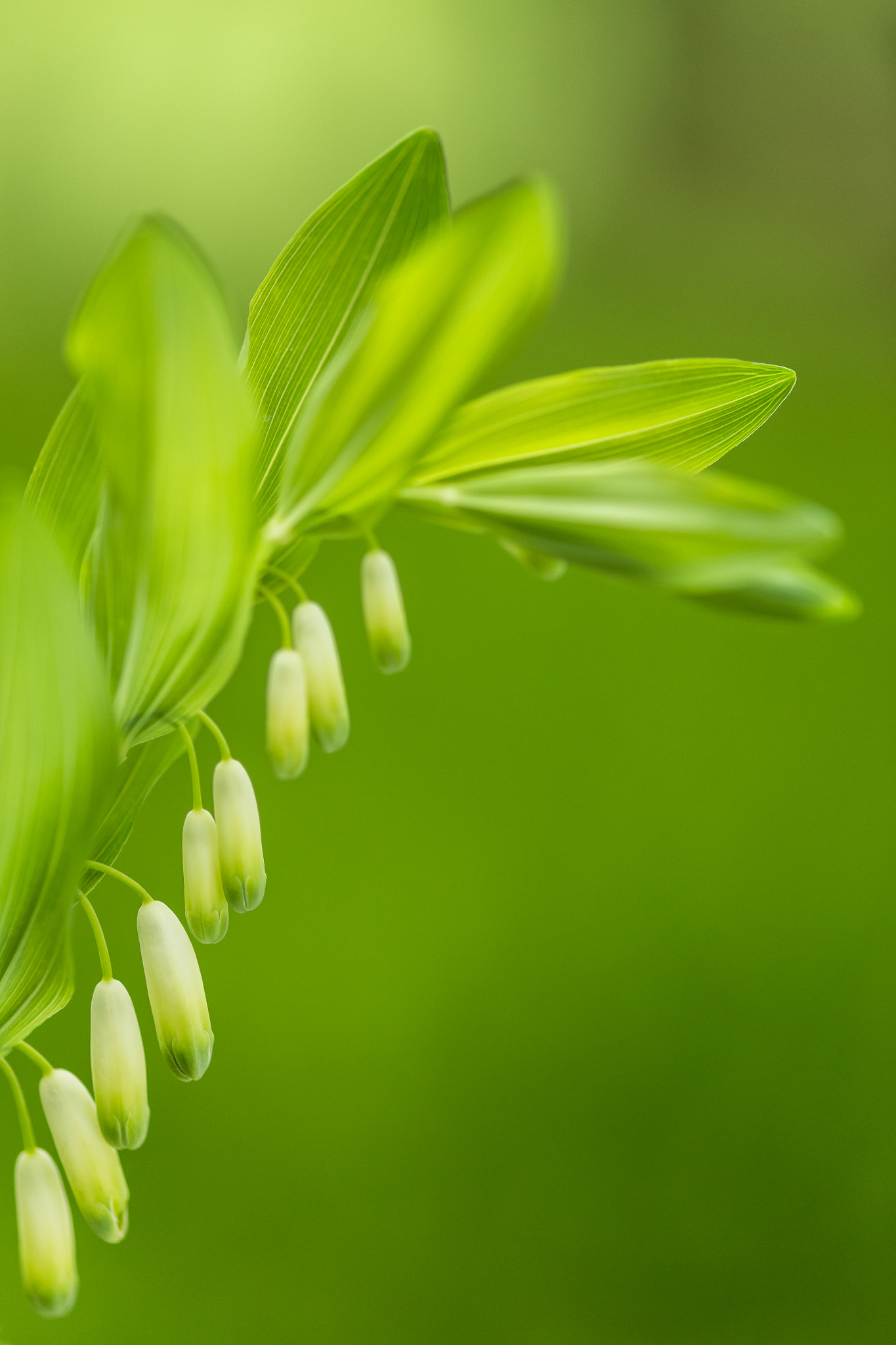 Canon EOS 6D + ZEISS Makro-Planar T* 100mm F2 sample photo. Salomonssiegel - polygonatum odoratum photography