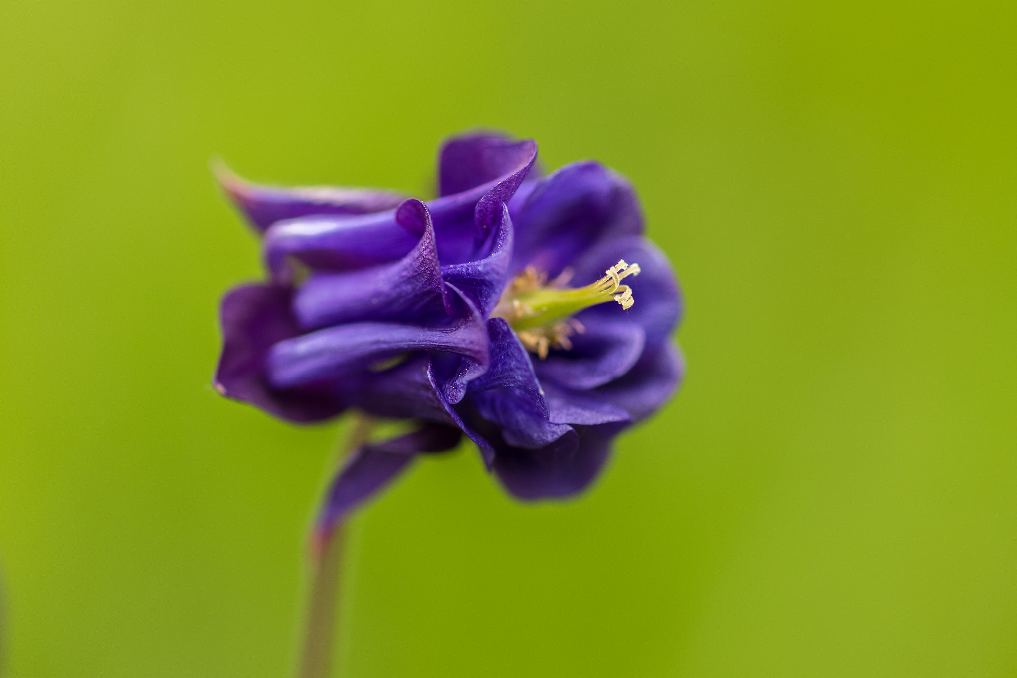 Canon EOS 6D + ZEISS Makro-Planar T* 100mm F2 sample photo. Gewöhnliche akelei - aquilegia vulgaris photography