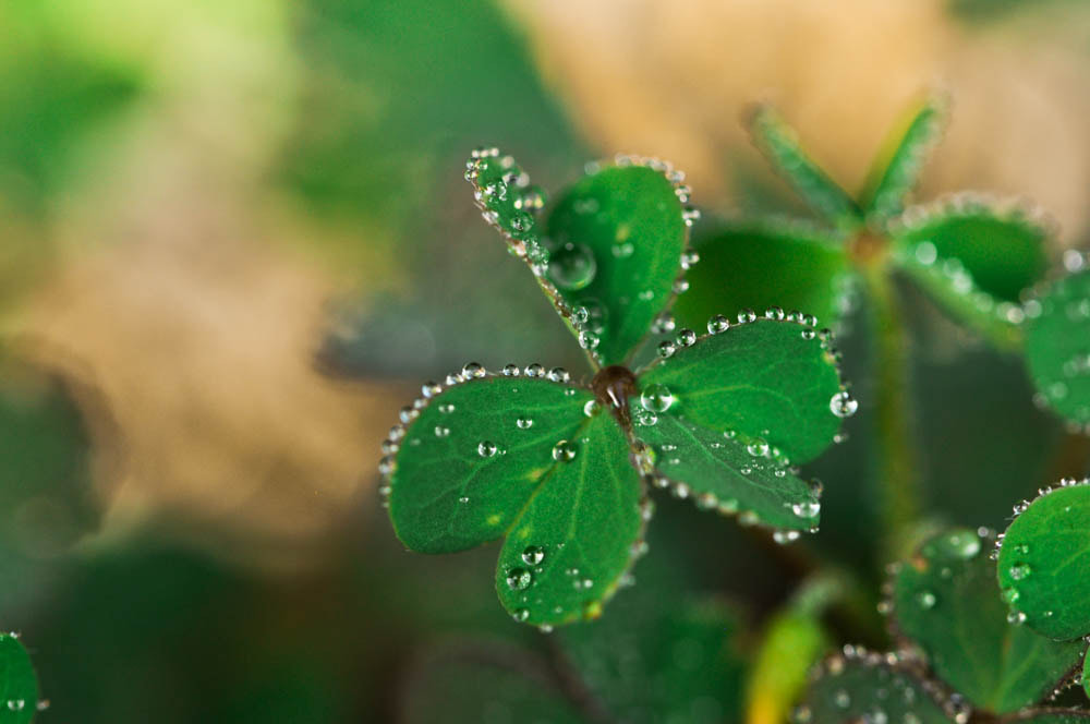 Nikon D5000 sample photo. Clover photography