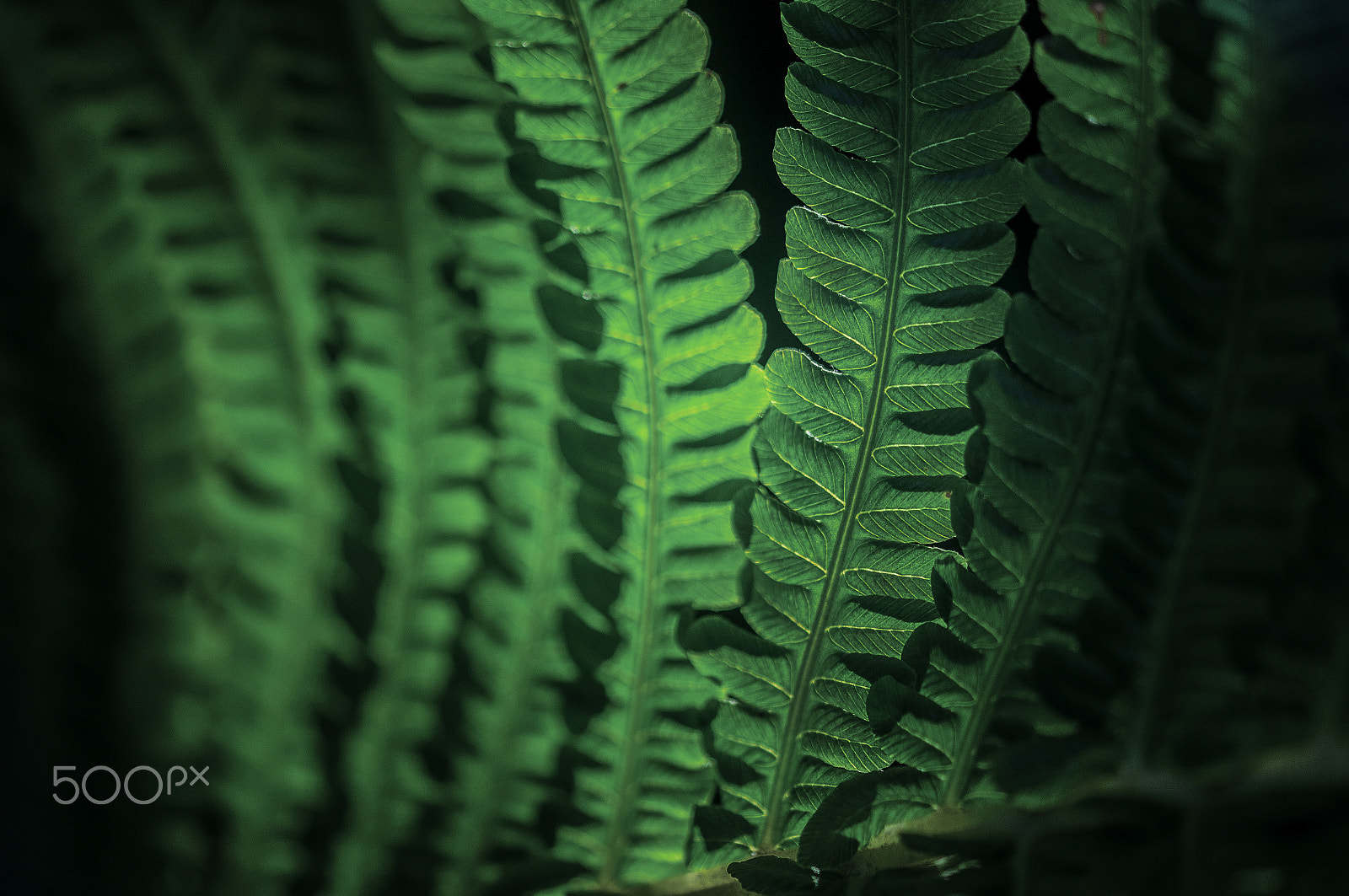 Sigma 105mm F2.8 EX DG OS HSM sample photo. Cold green photography