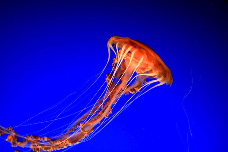 Canon EF 24mm F1.4L II USM sample photo. Jellyfish photography