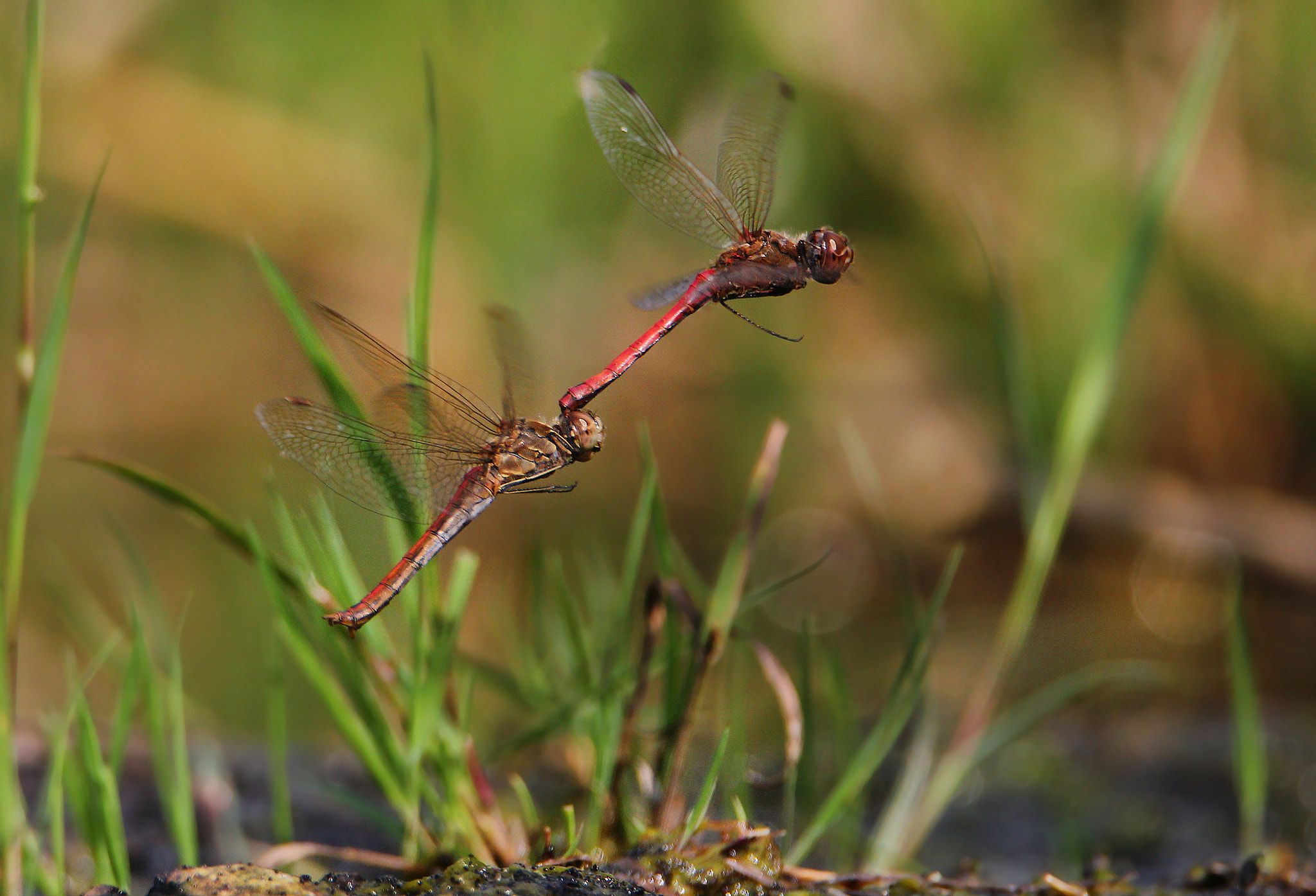 Tamron SP 150-600mm F5-6.3 Di VC USD sample photo. Sympetrum vulgatum photography