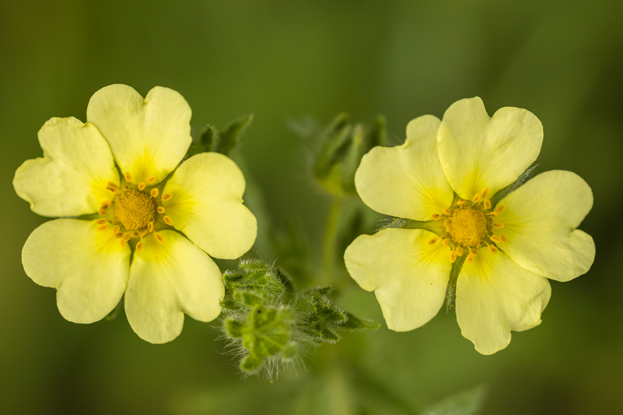 Canon EOS 6D + ZEISS Makro-Planar T* 100mm F2 sample photo. Fingerkraut - potentilla photography