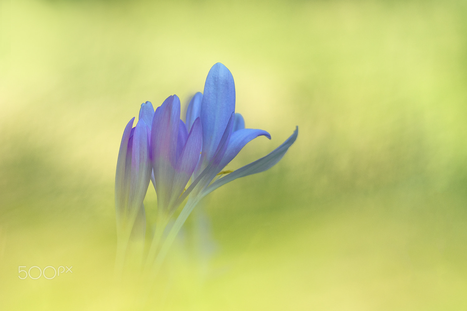 Sigma 150mm F2.8 EX DG Macro HSM sample photo. Colchicum autumnale autumn crocus kl photography