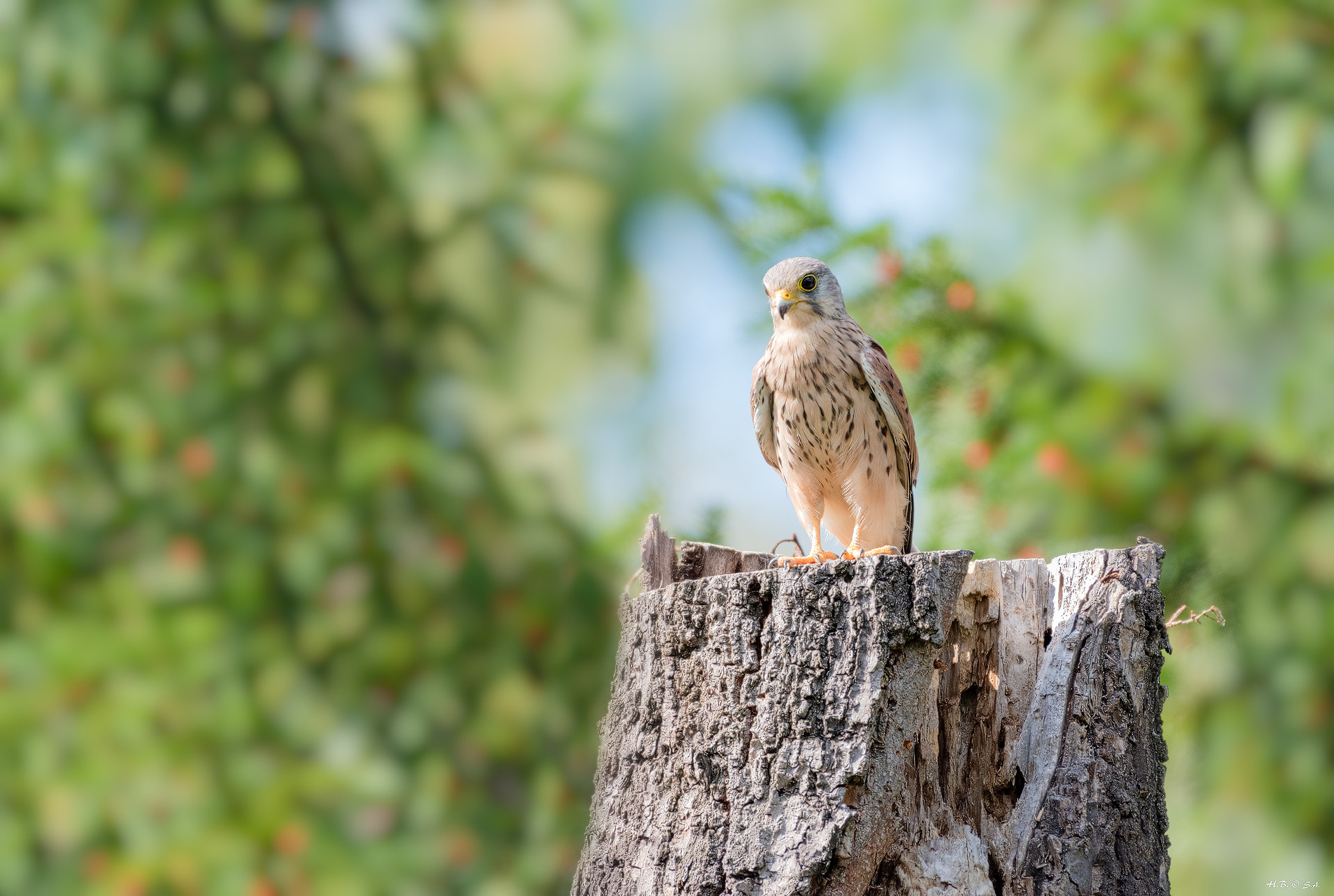 Nikon AF-S Nikkor 200-500mm F5.6E ED VR sample photo. Turmfalke photography