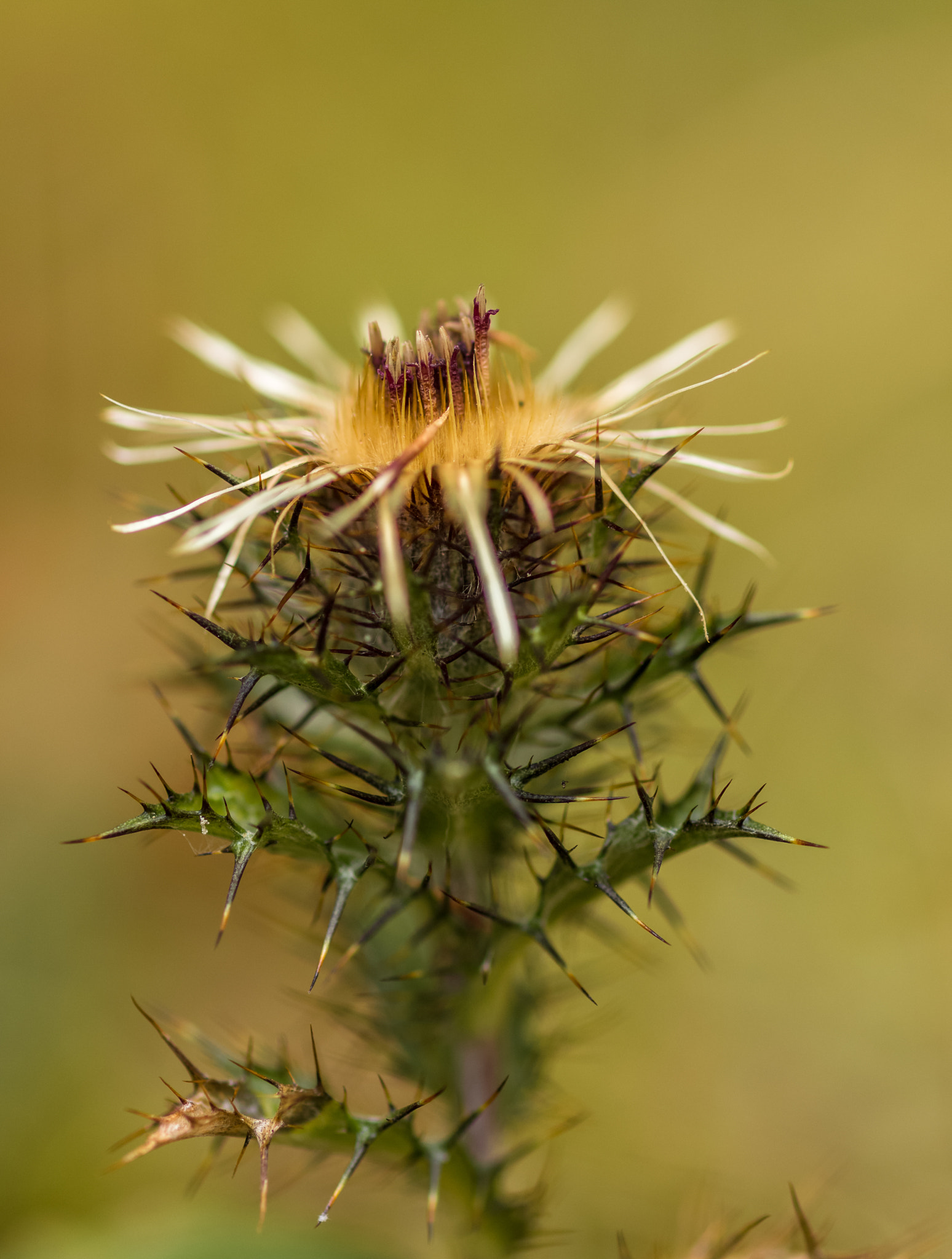 ZEISS Makro-Planar T* 100mm F2 sample photo. Golddistel carlina vulgaris photography