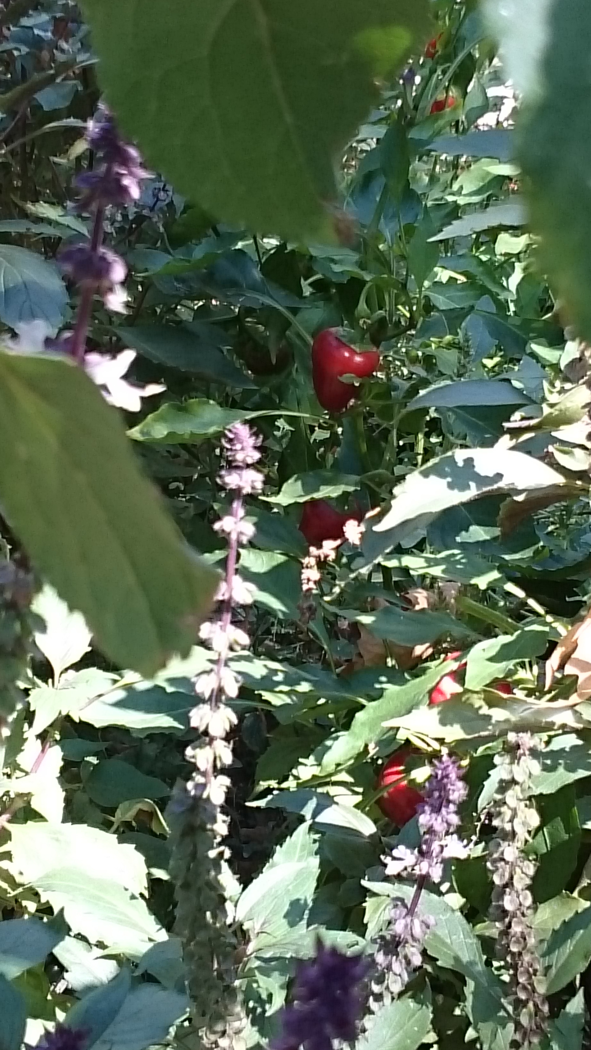 Sony Xperia Z Ultra sample photo
