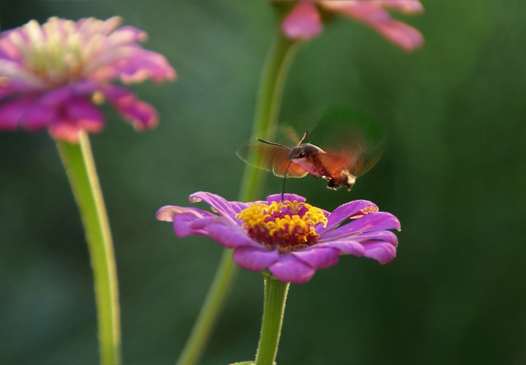 Sony Alpha DSLR-A290 sample photo. Hummingbird hawkmoth 2. photography