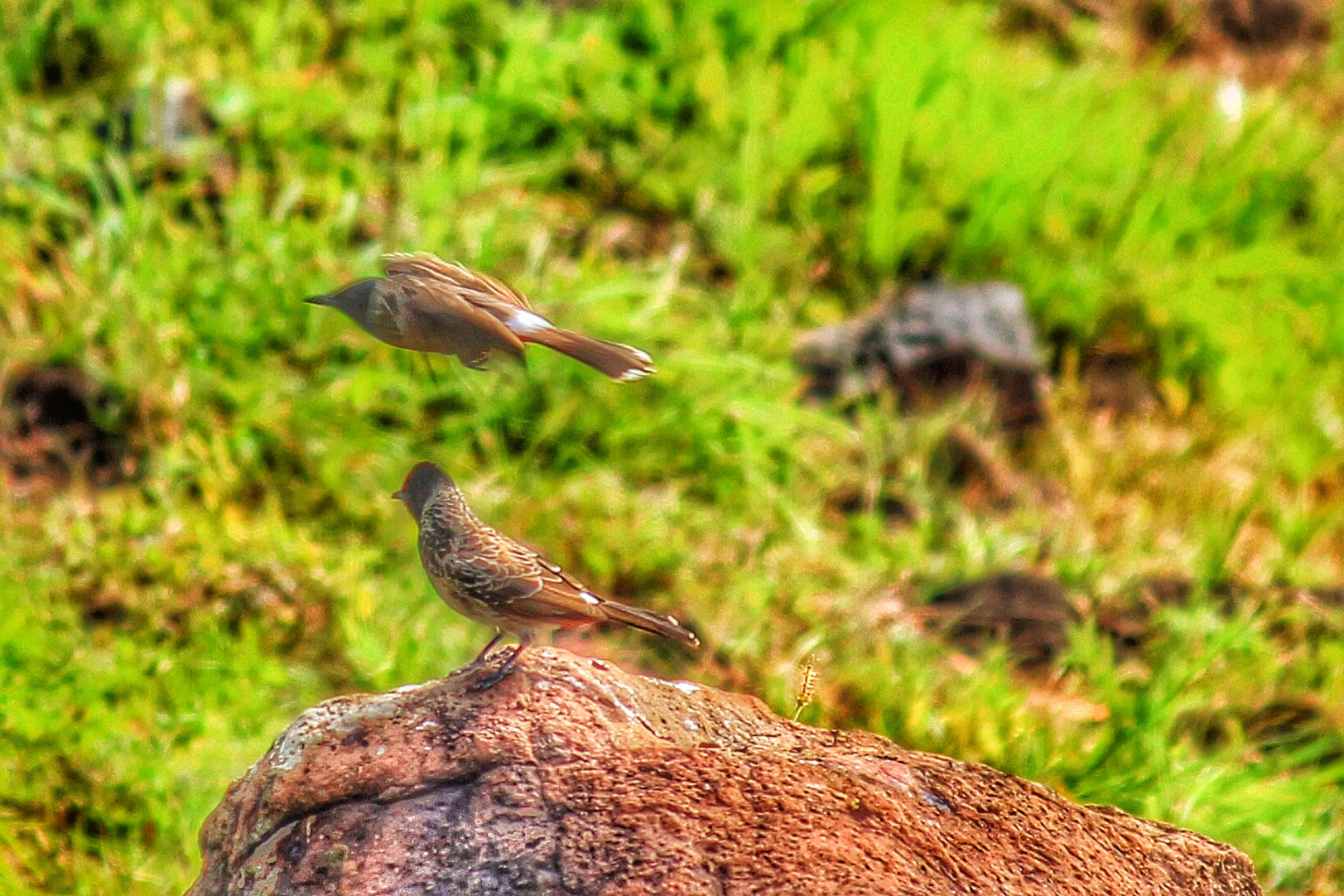 Canon EF-S 55-250mm F4-5.6 IS II sample photo. Bird attack photography