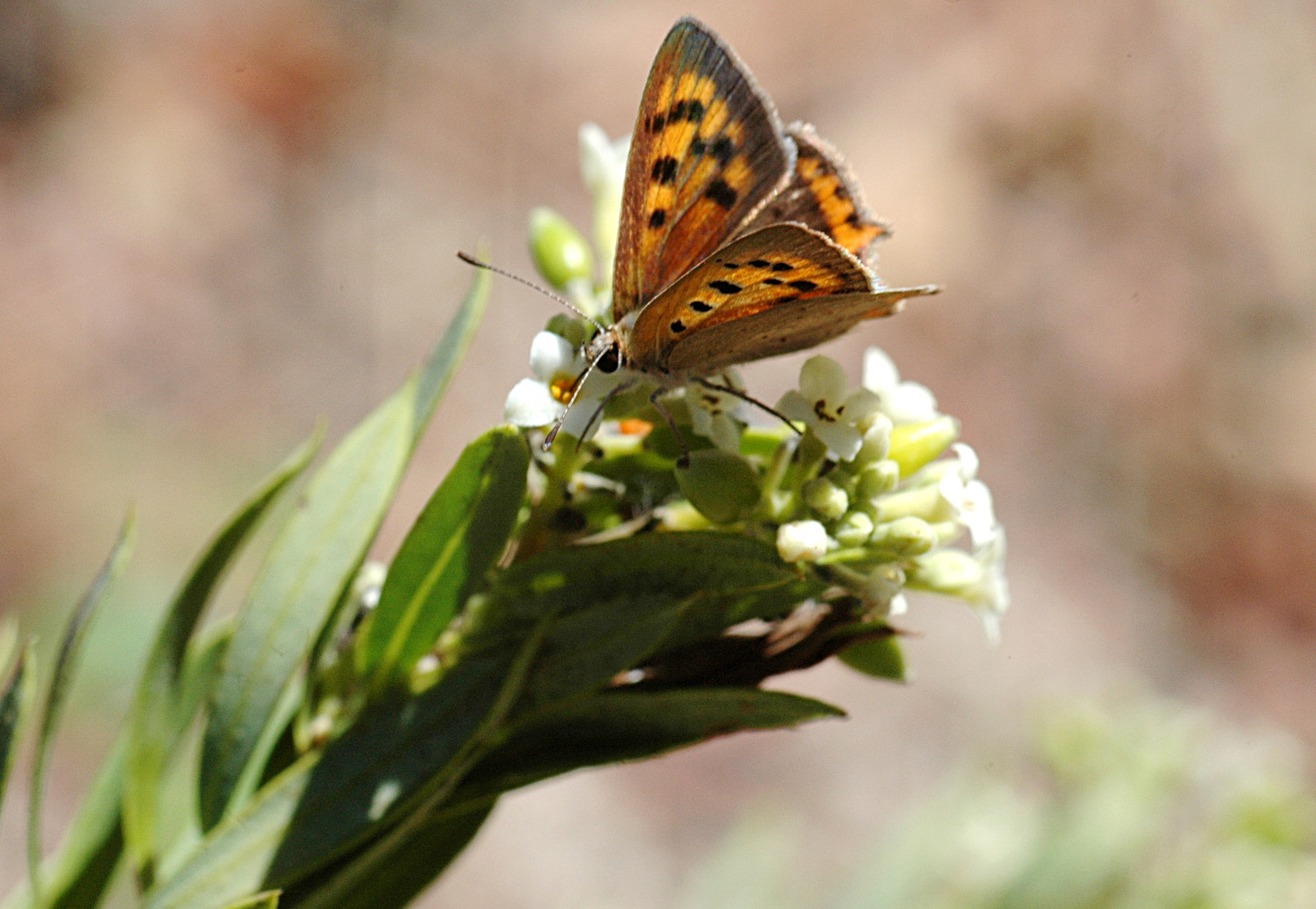 Sigma Macro 90mm F2.8 sample photo. A photography