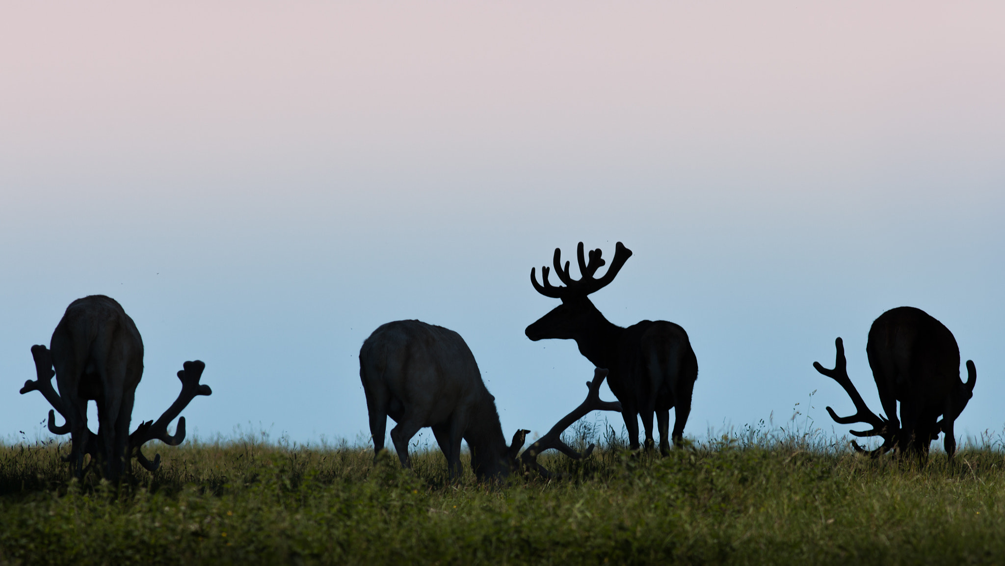 Canon EF 200mm F2.8L II USM sample photo. Deer silhouette photography