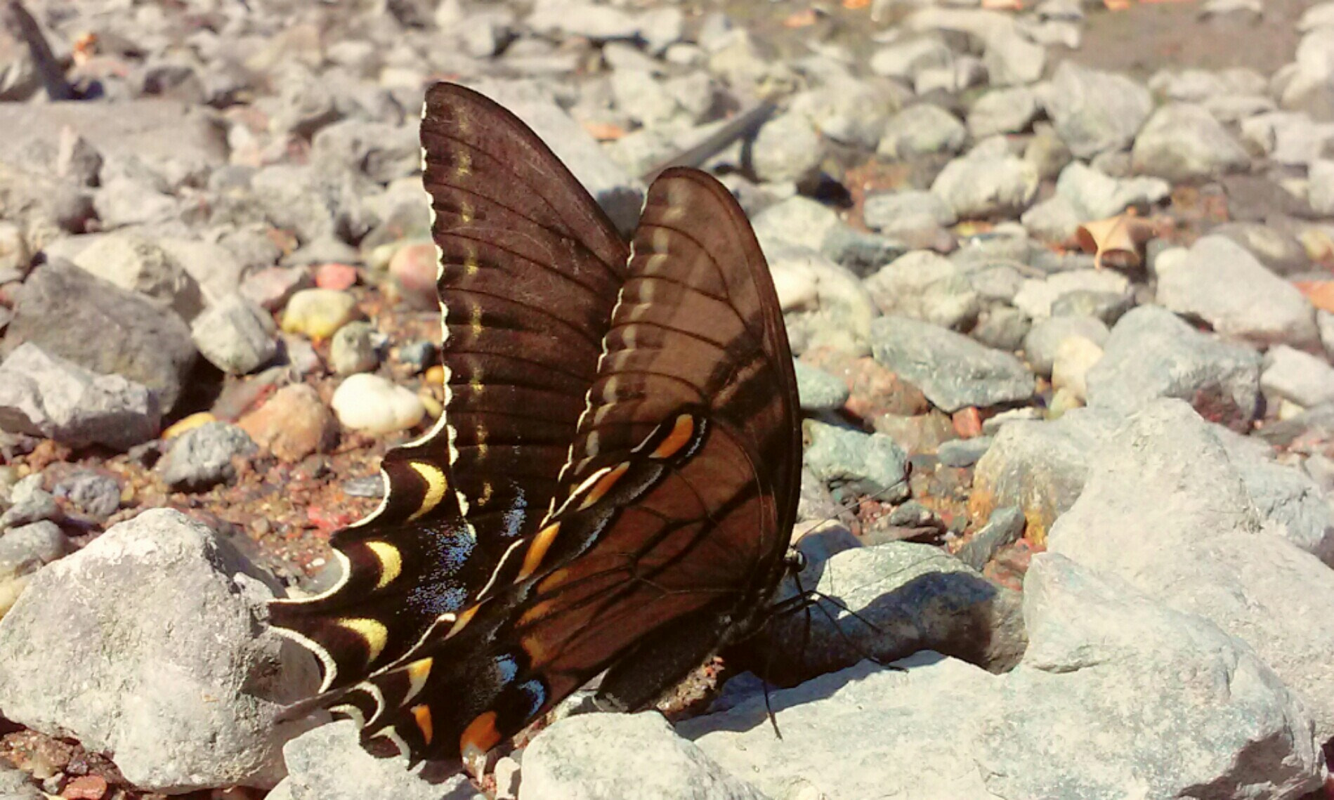 LG L70 sample photo. Male.swallotail photography