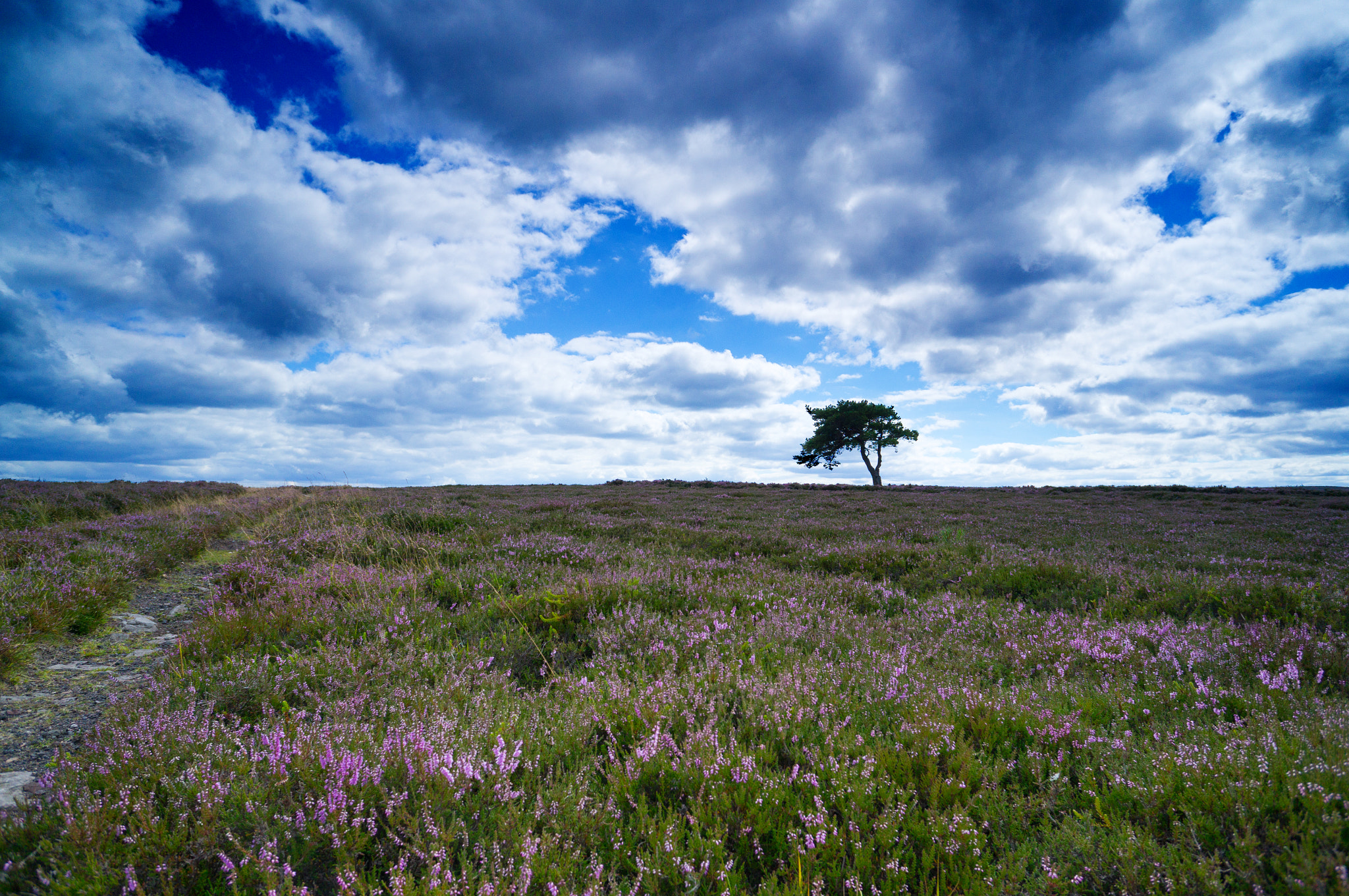 Sony Alpha NEX-6 + Sony E 16mm F2.8 sample photo. Dramatic tree photography