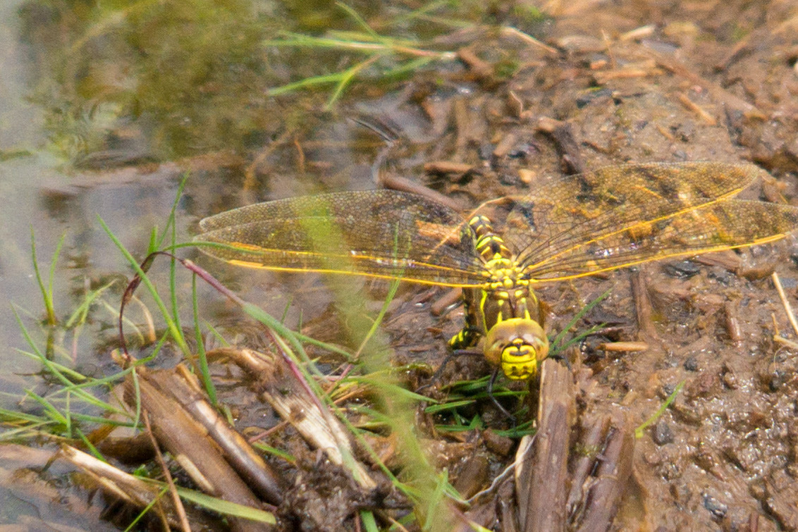 Sony Alpha NEX-6 + Sony E 16mm F2.8 sample photo. Dragonfly photography