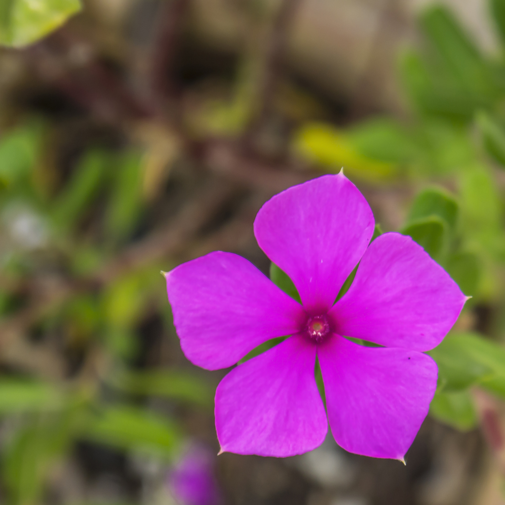 Panasonic Lumix DMC-GF3 sample photo. Lovely flower photography