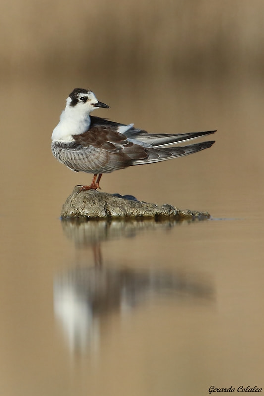 Canon EF 300mm F2.8L IS USM sample photo. Sterna hirundo - israel photography