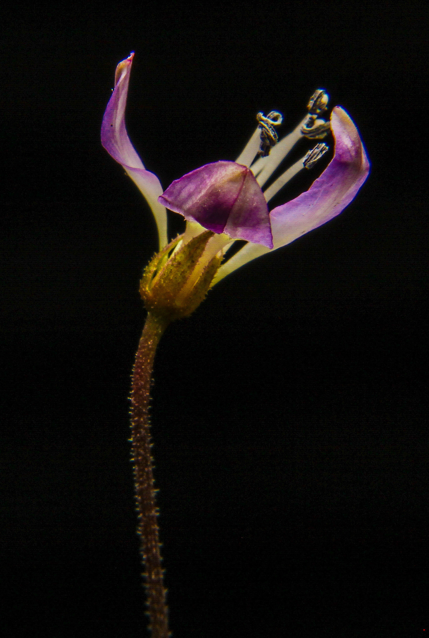 Canon EOS 50D sample photo. Purple in black photography
