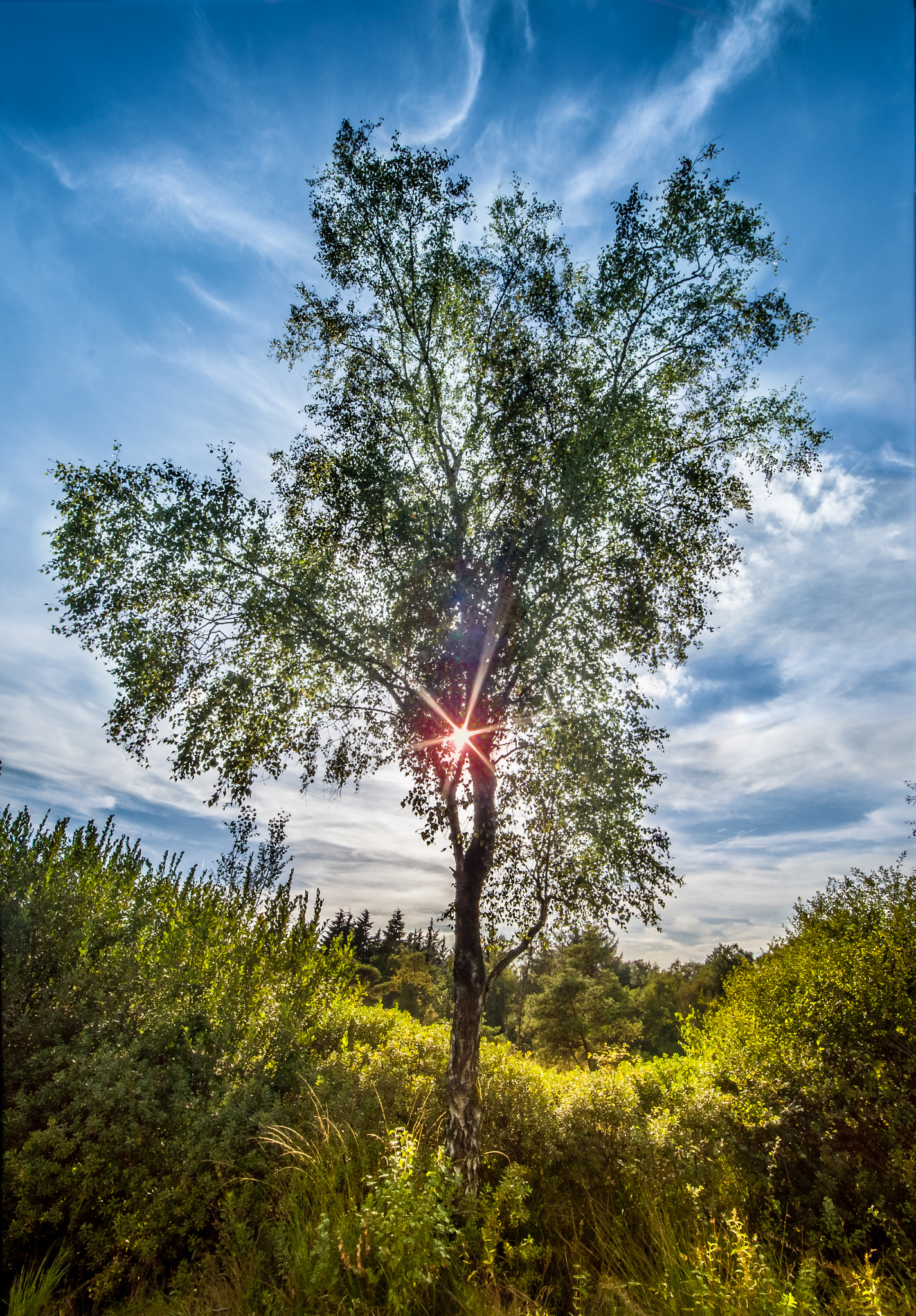 Nikon D5000 + Samyang 14mm F2.8 ED AS IF UMC sample photo. One tree sunset in holland photography