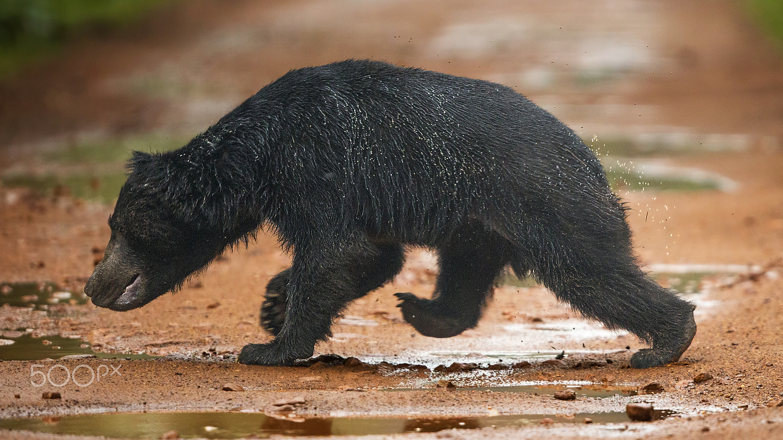 Canon EF 400mm F2.8L IS USM sample photo. Raindrops keep falling on my head..... photography